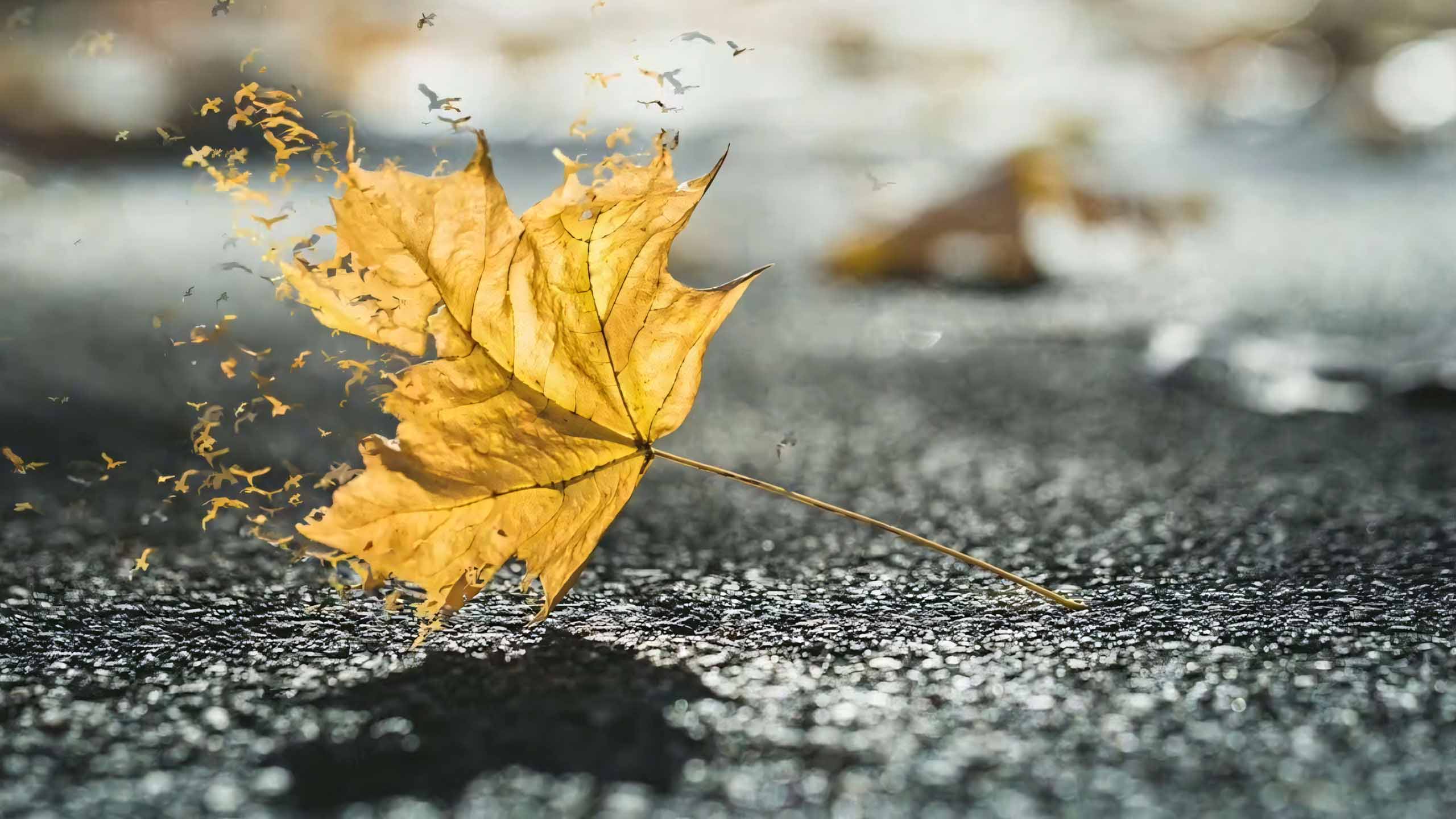 anh chiec la buon 2560px 1440px 2k 16