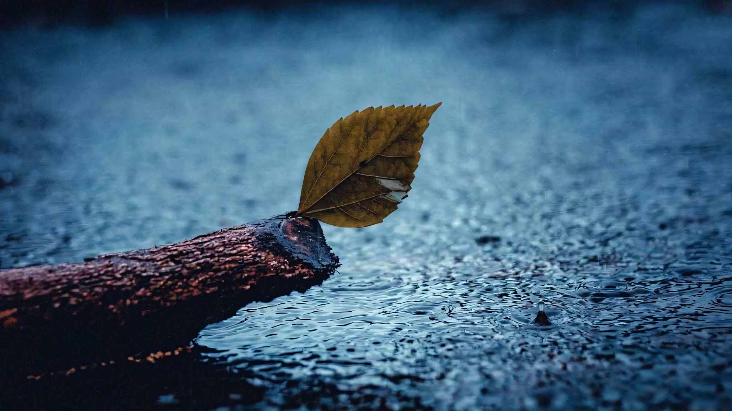 anh chiec la buon 2560px 1440px 2k 2