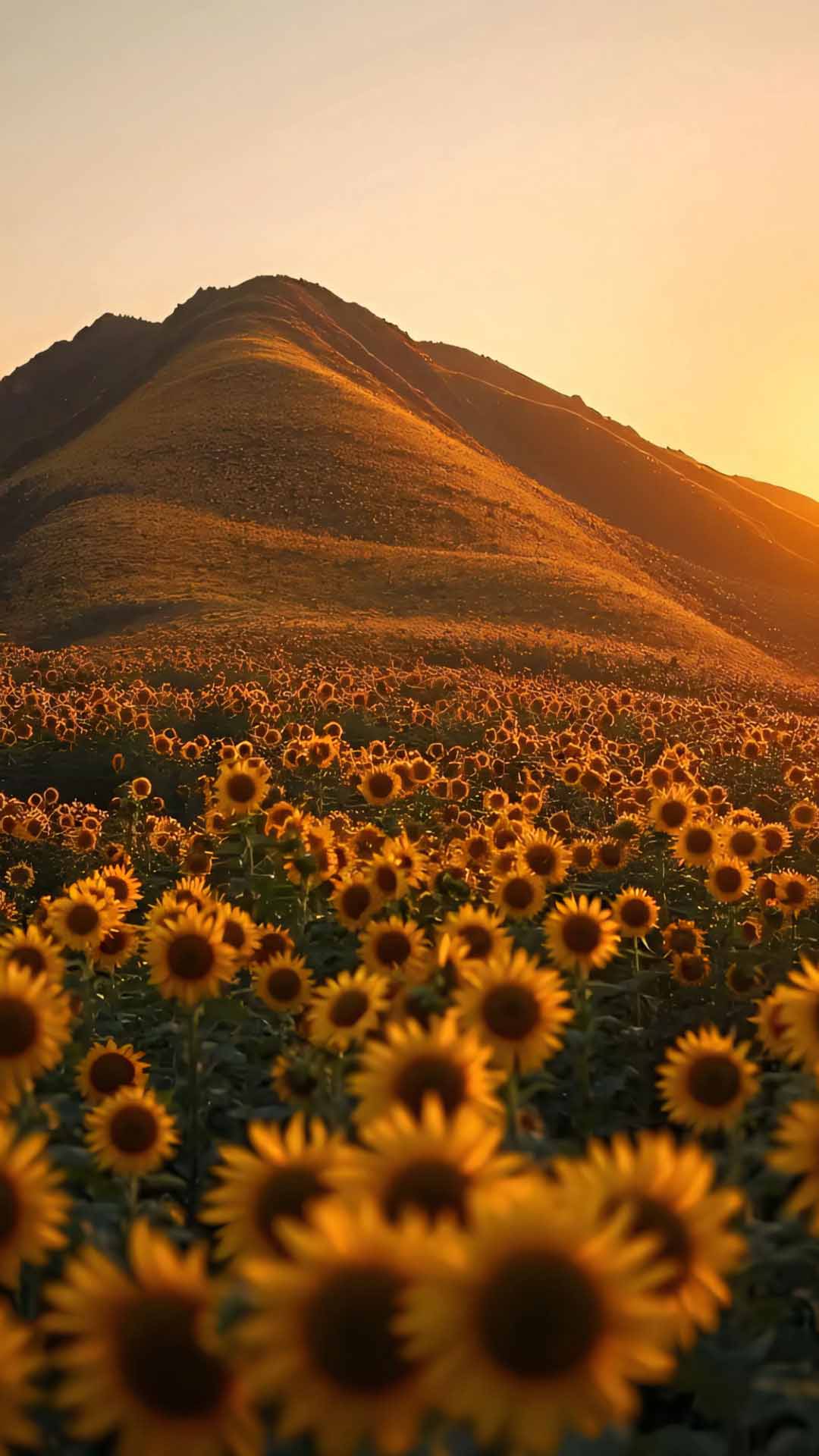anh hoa huong duong buon 1920px 1080px full hd 9