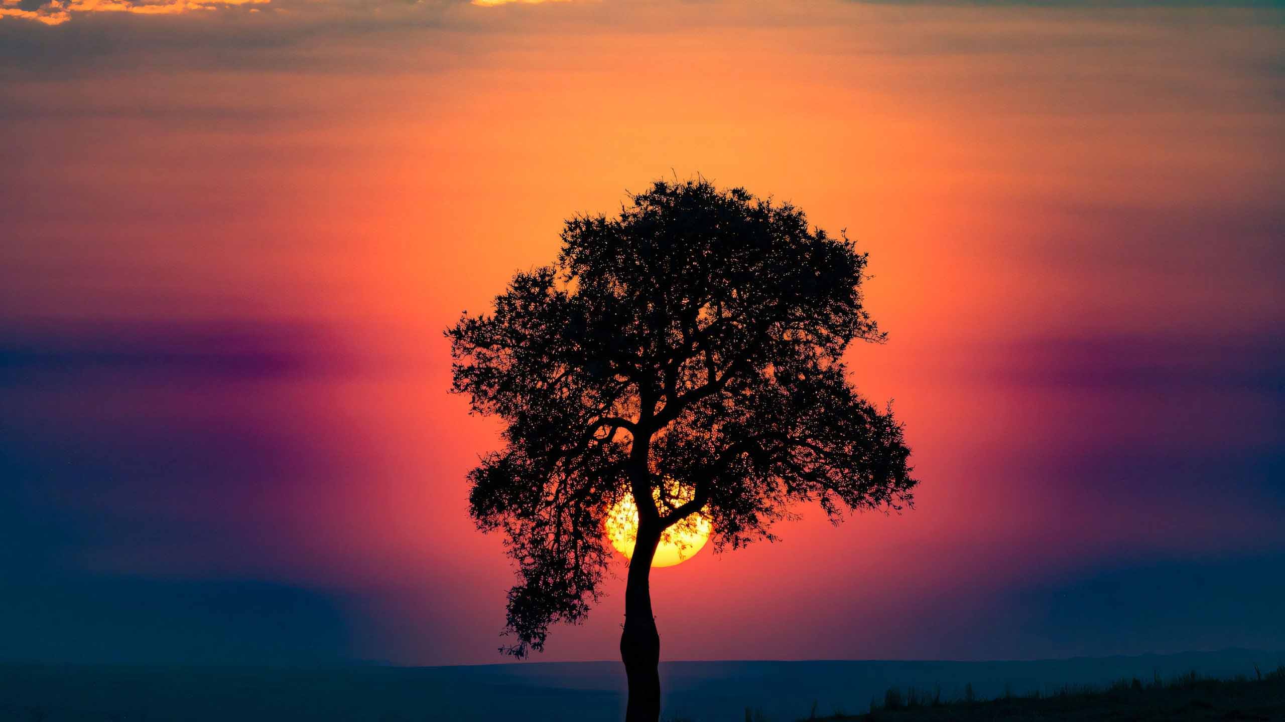 anh hoang hon anh cay coi buon 2560px 1440px 2k 1