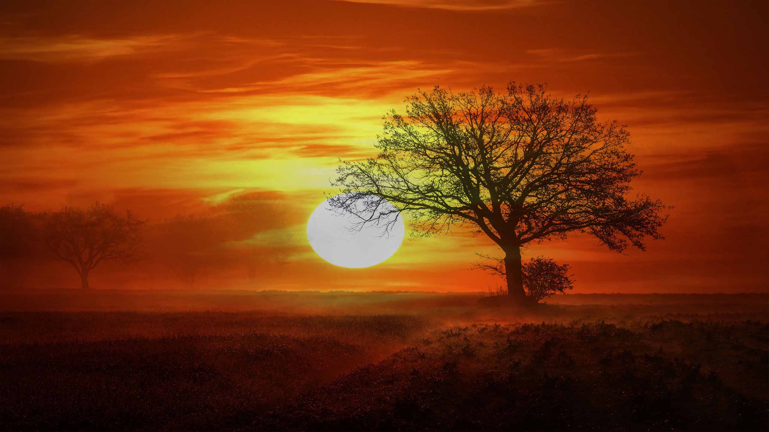 anh hoang hon anh cay coi buon 2560px 1440px 2k 14