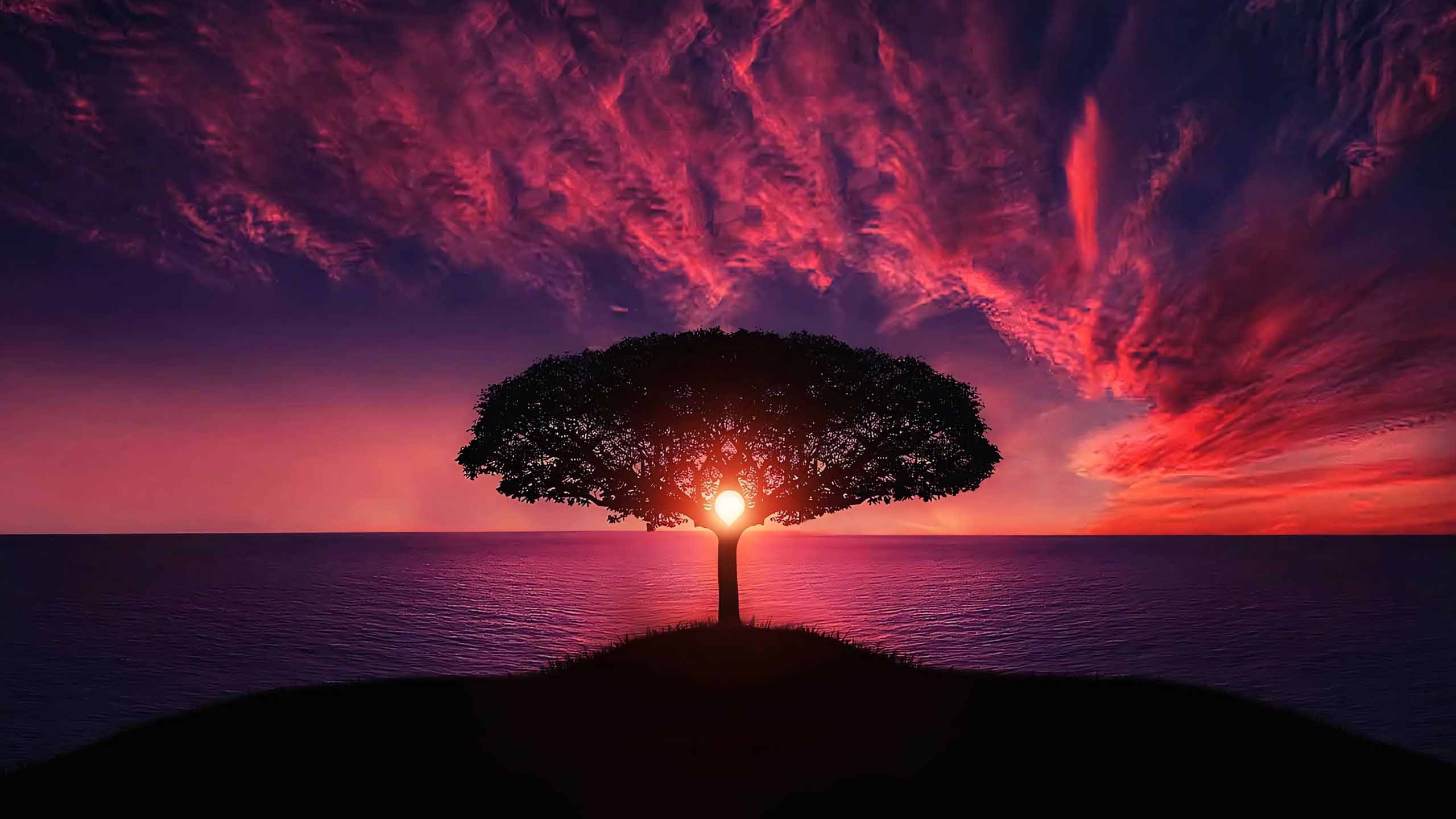 anh hoang hon anh cay coi buon 2560px 1440px 2k 2