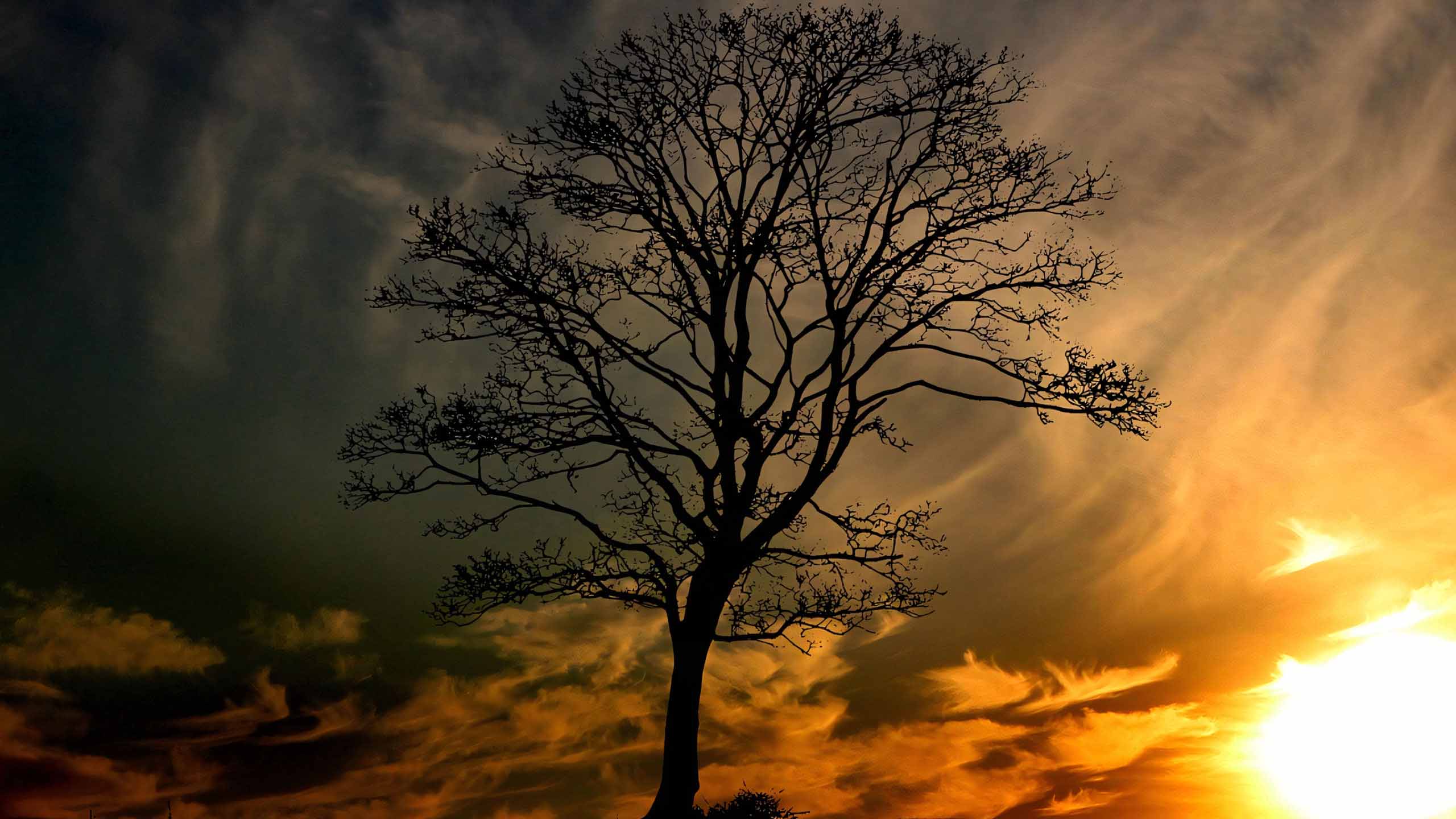 anh hoang hon anh cay coi buon 2560px 1440px 2k 5