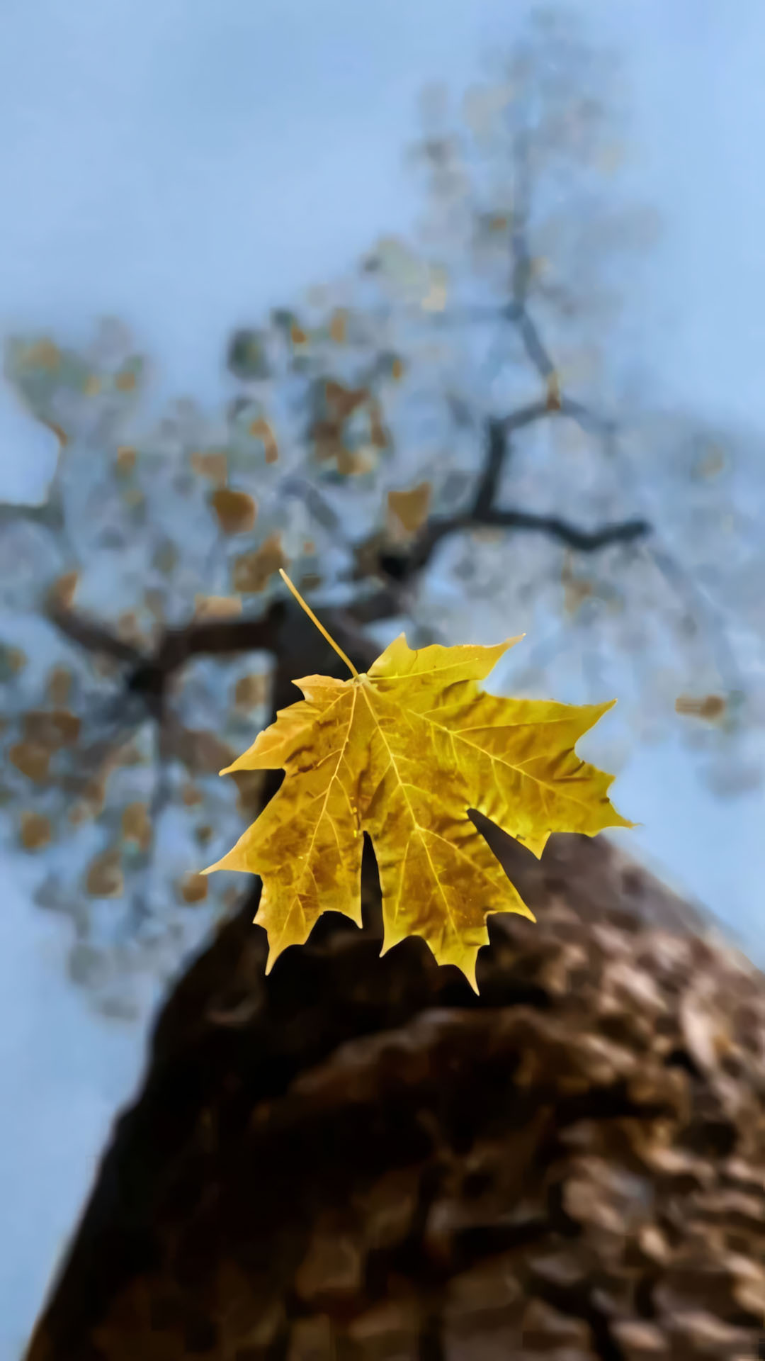 hinh anh la roi buon 1920px 1080px full hd 10