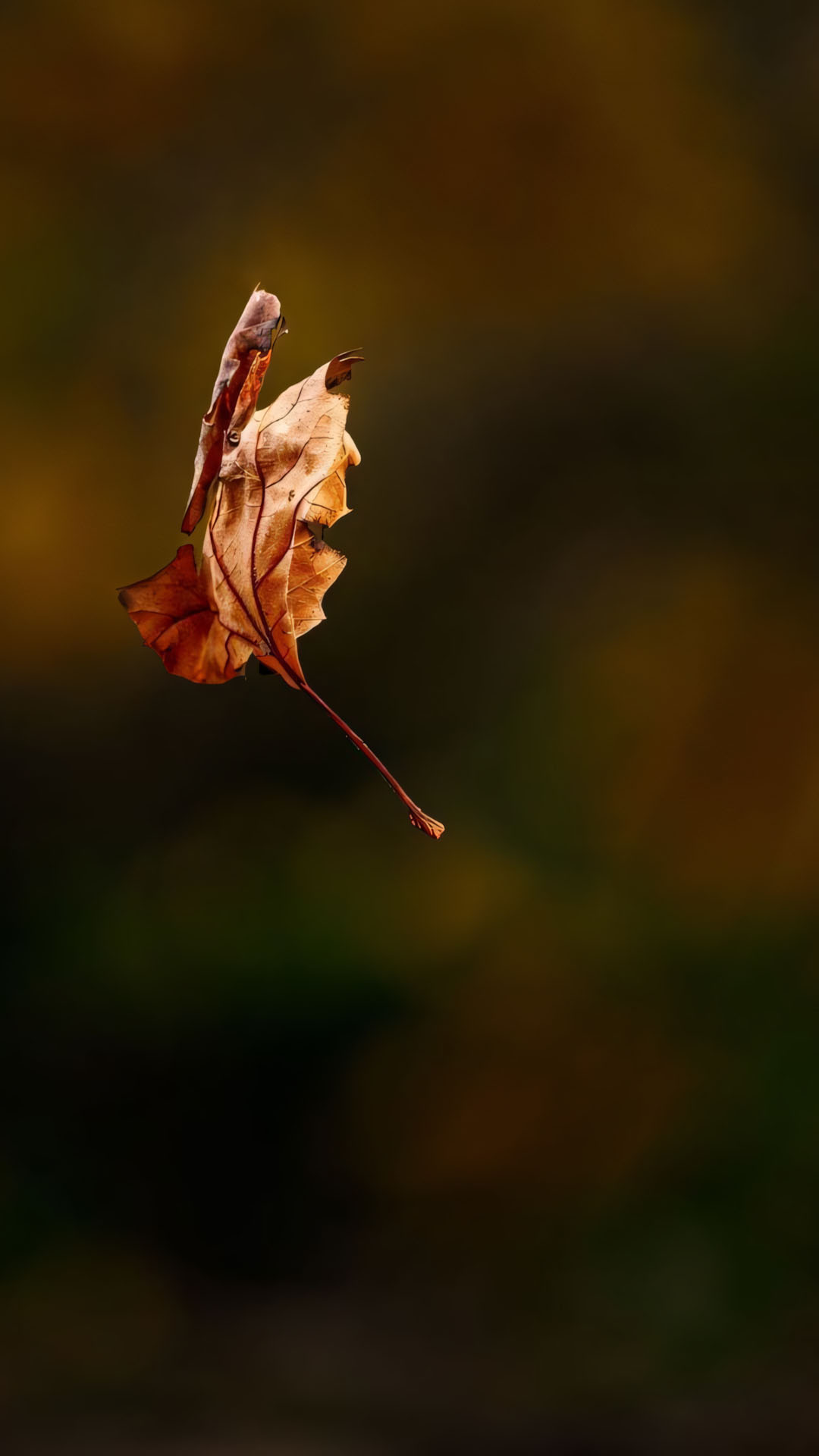 hinh anh la roi buon 1920px 1080px full hd 12