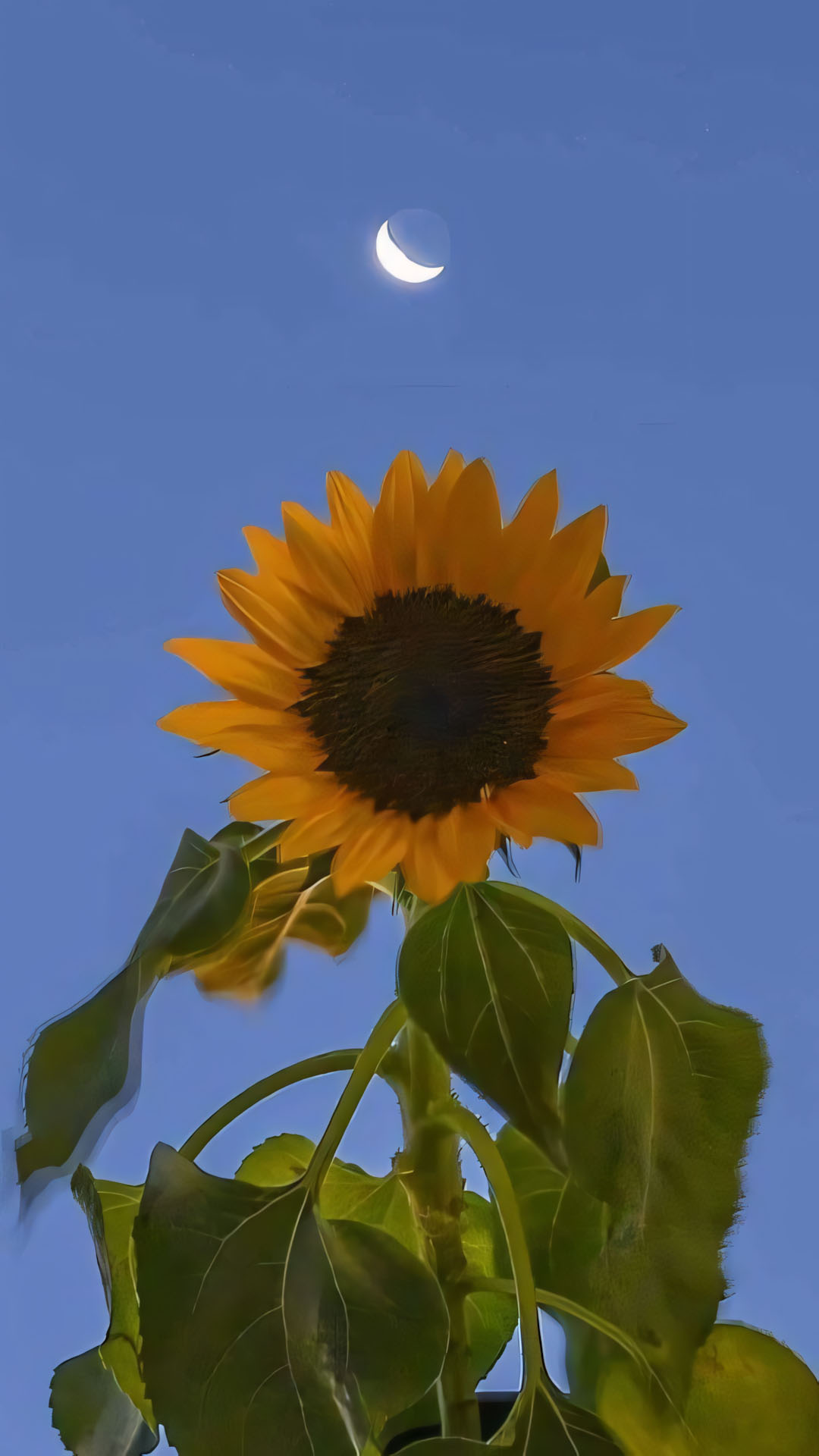 hinh nen dien thoai hoa huong duong buon 1920px 1080px full hd 12