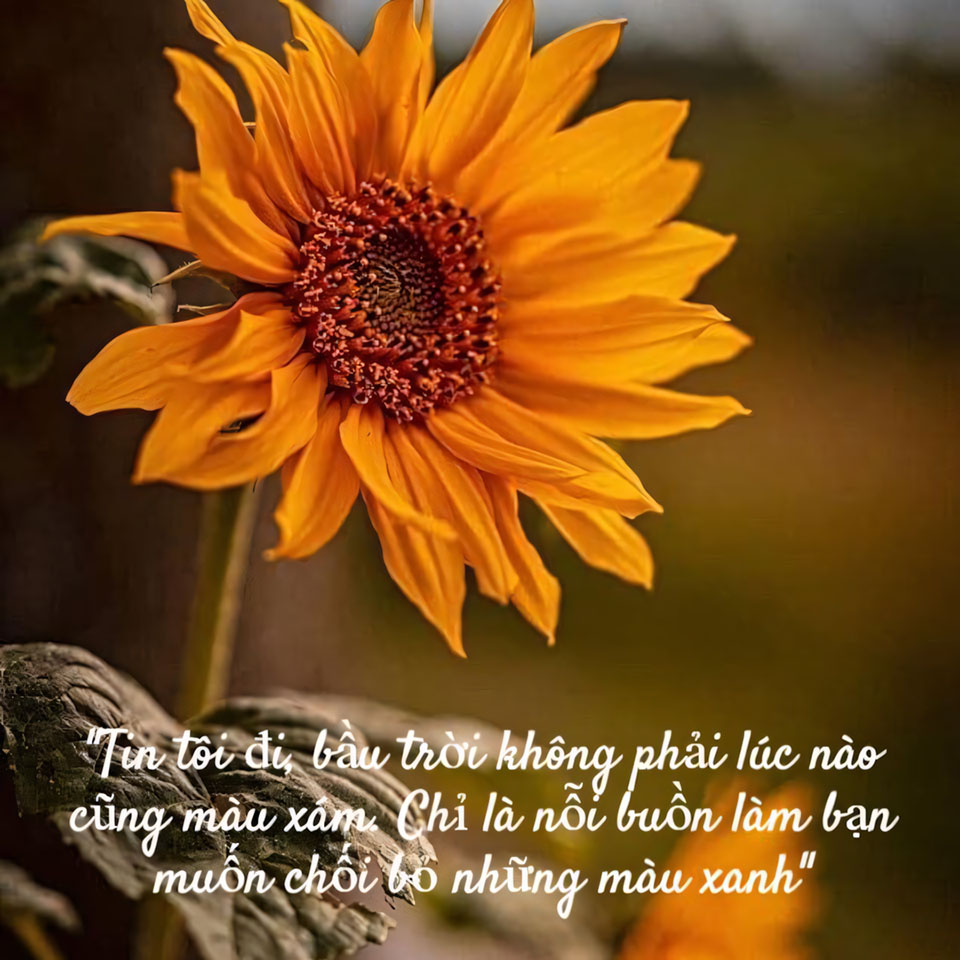 nhung cau noi hay hoa mat troi anh hoa huong duong buon 960px 960px avatar 11