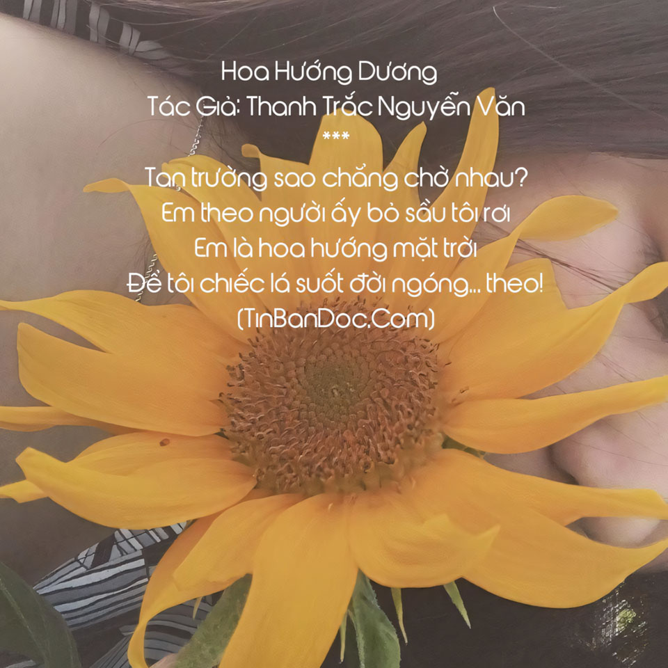 nhung cau noi hay hoa mat troi anh hoa huong duong buon 960px 960px avatar 2