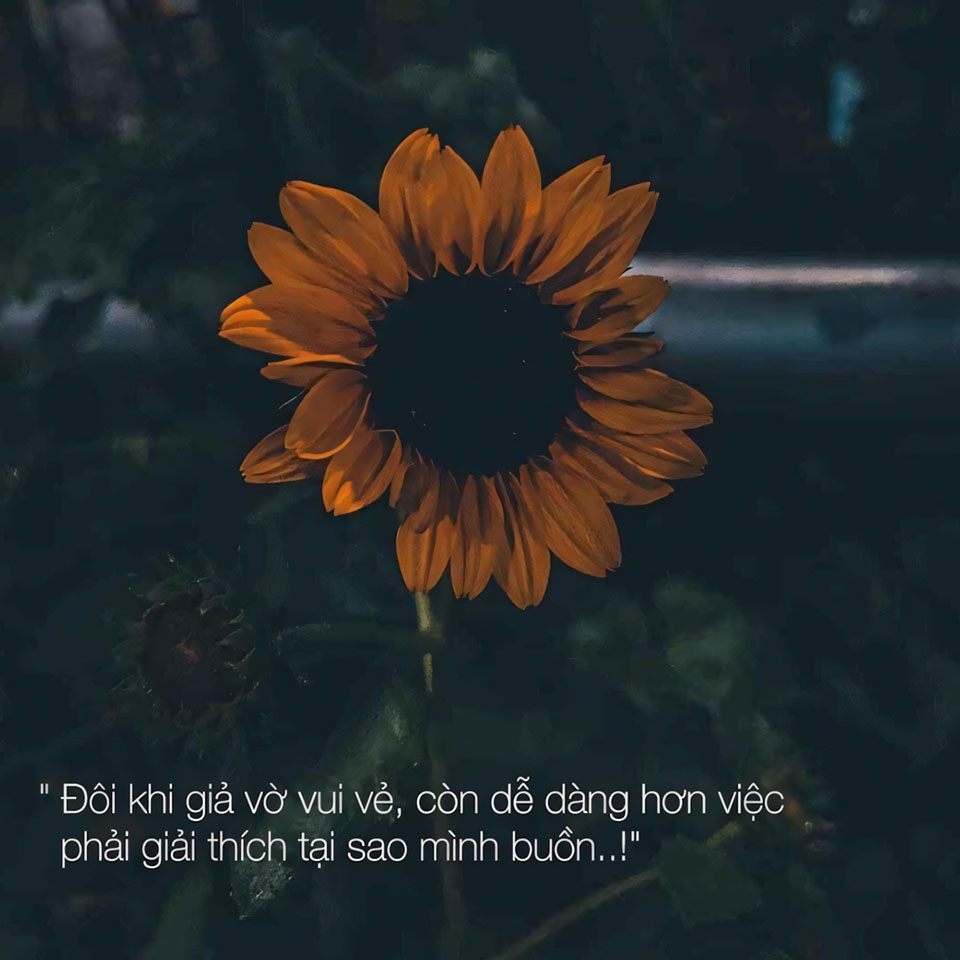 nhung cau noi hay hoa mat troi anh hoa huong duong buon 960px 960px avatar 8
