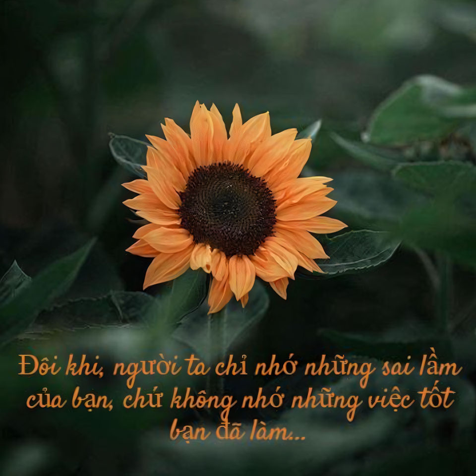 nhung cau noi hay hoa mat troi anh hoa huong duong buon 960px 960px avatar 9