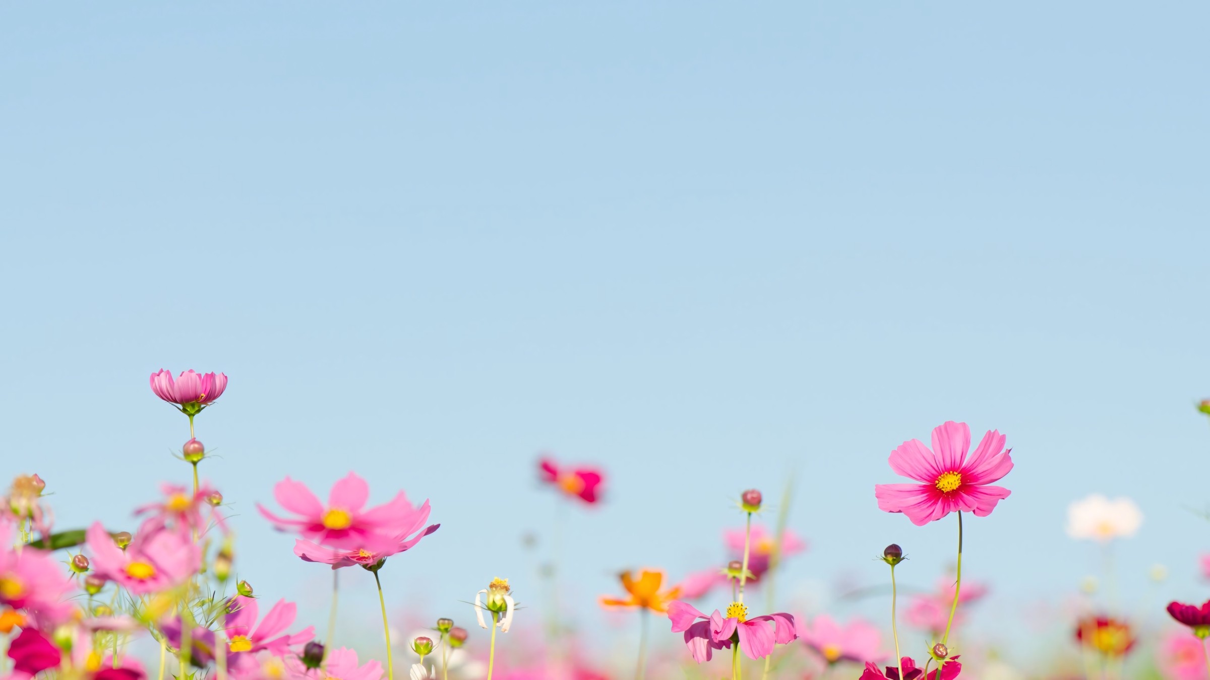 1.083+ Hình Nền Máy Tính Hoa Có Chữ 💐 (Động Lực, Cỏ Mùa Xuân, Tối Giản) Cho MacOS