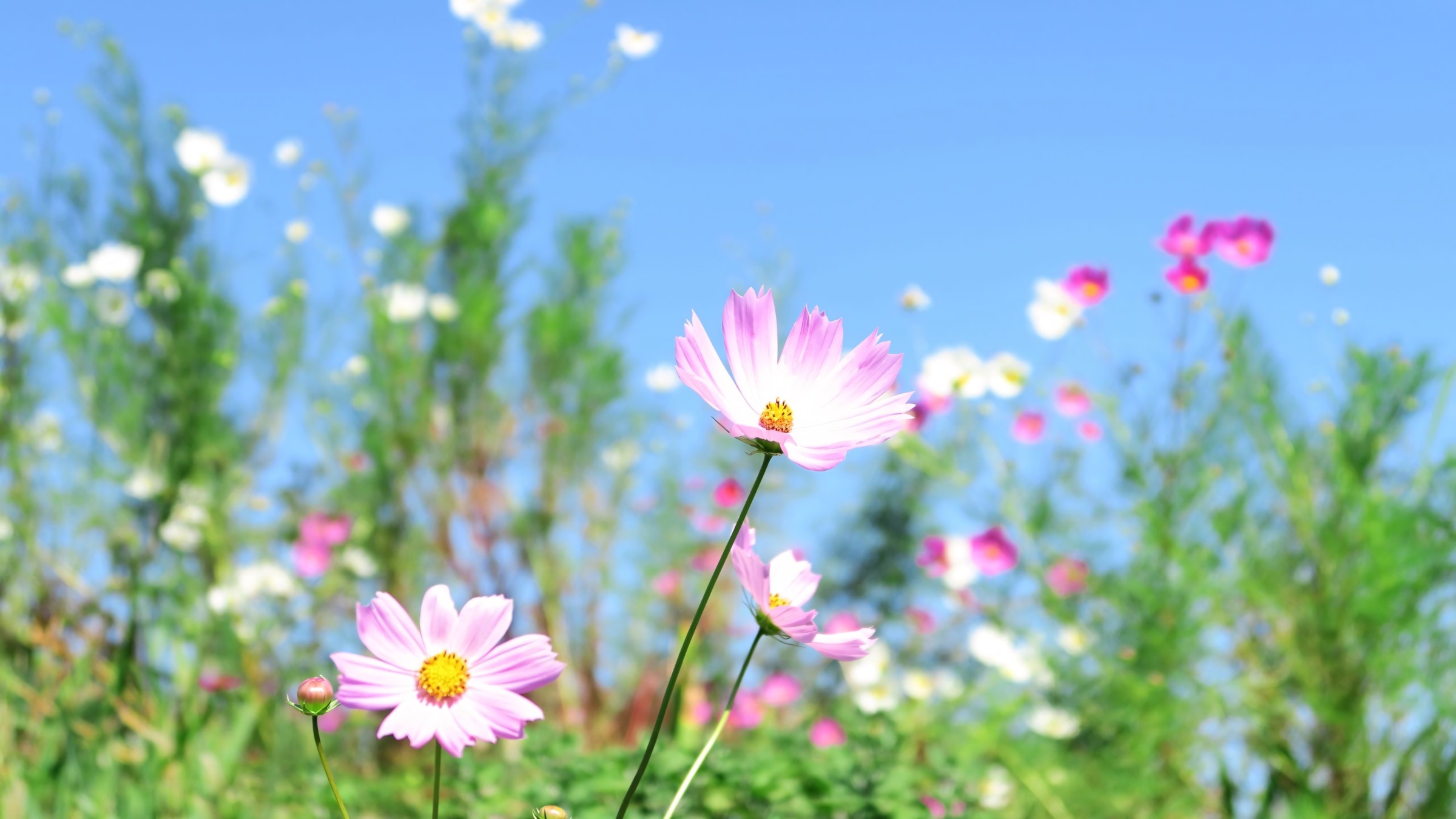 1.083+ Hình Nền Máy Tính Hoa Có Chữ 💐 (Động Lực, Cỏ Mùa Xuân, Tối Giản) Cho MacOS