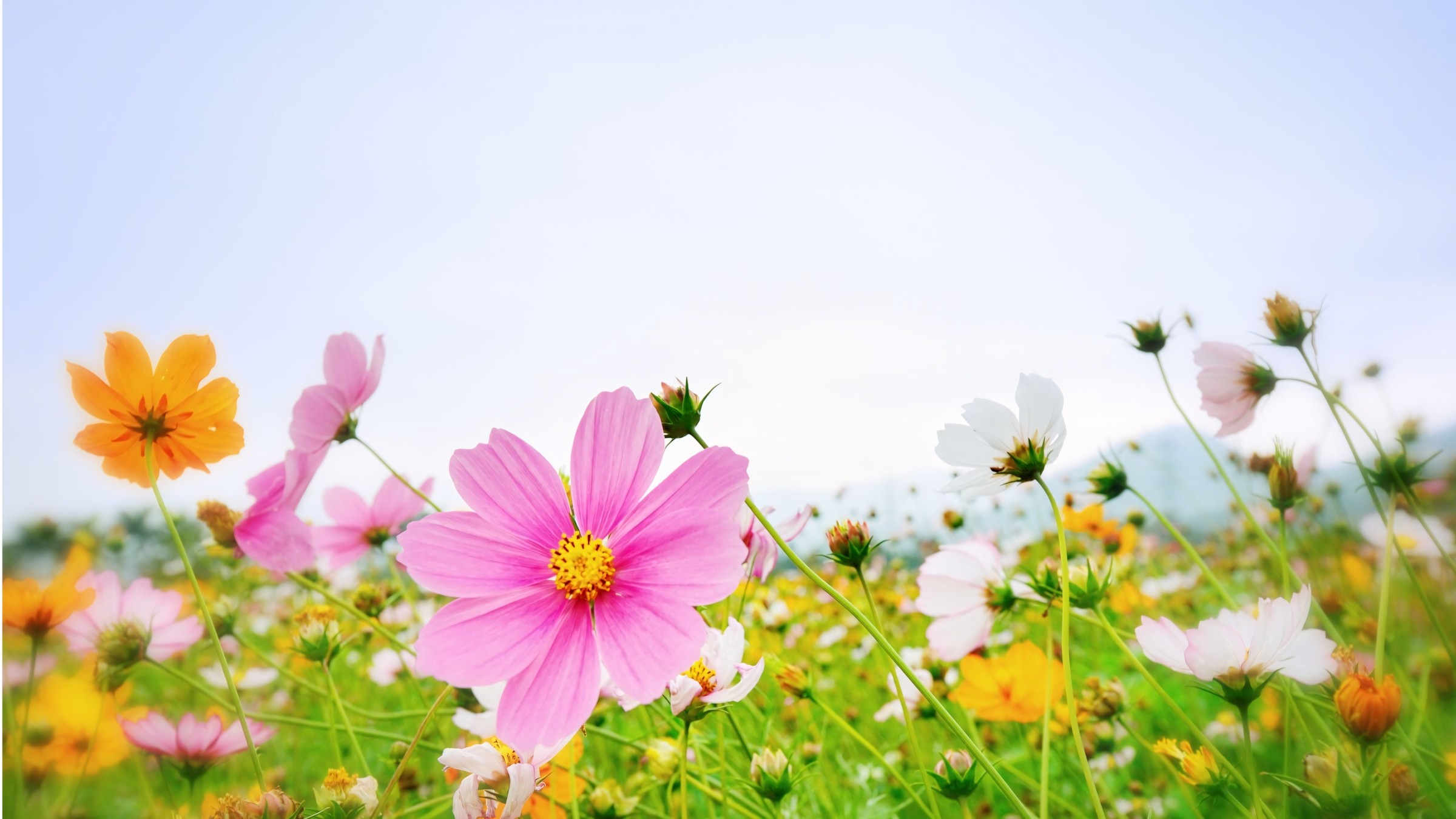 1.083+ Hình Nền Máy Tính Hoa Có Chữ 💐 (Động Lực, Cỏ Mùa Xuân, Tối Giản) Cho MacOS