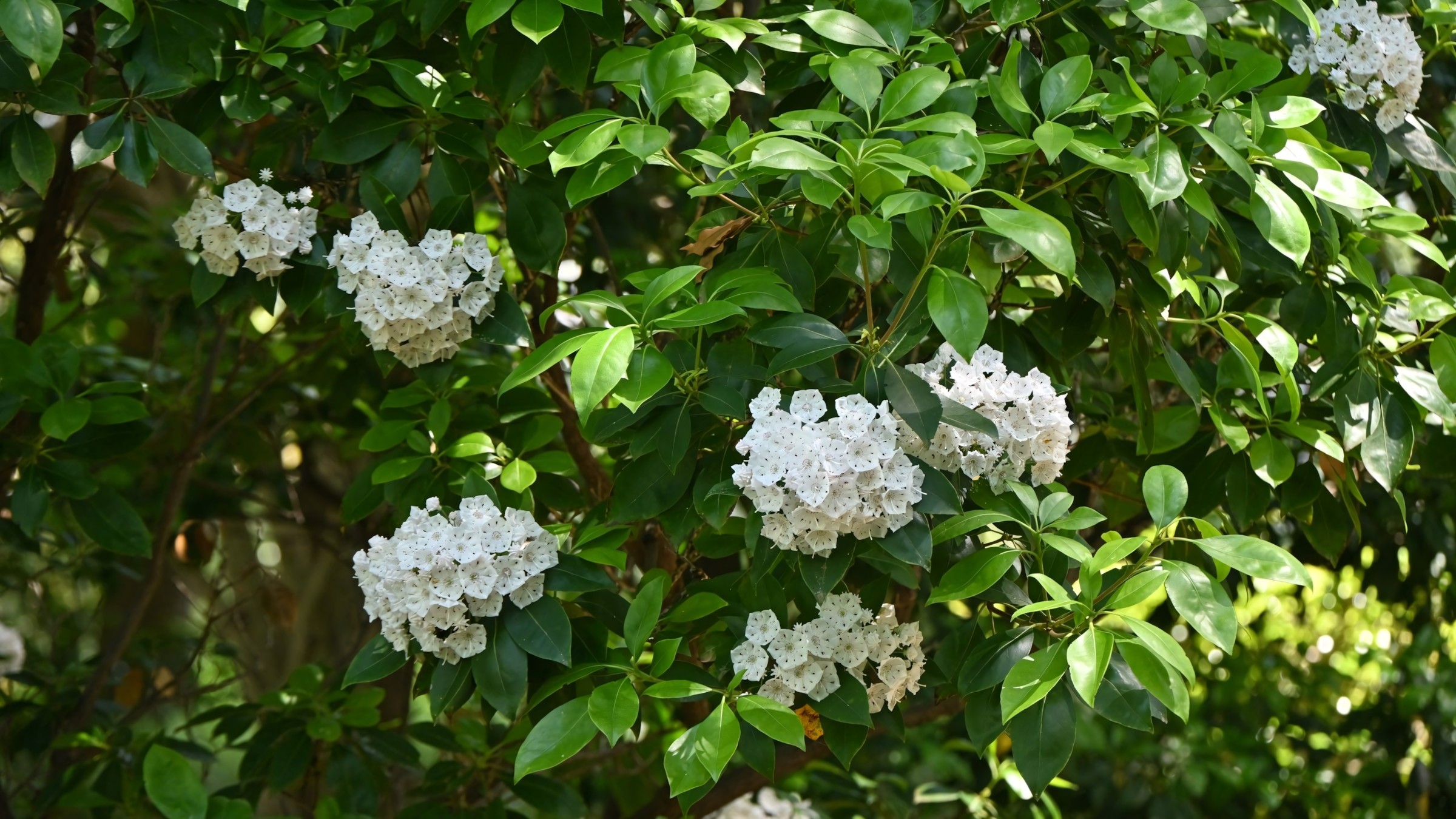 1.083+ Hình Nền Máy Tính Hoa Có Chữ 💐 (Động Lực, Cỏ Mùa Xuân, Tối Giản) Cho MacOS