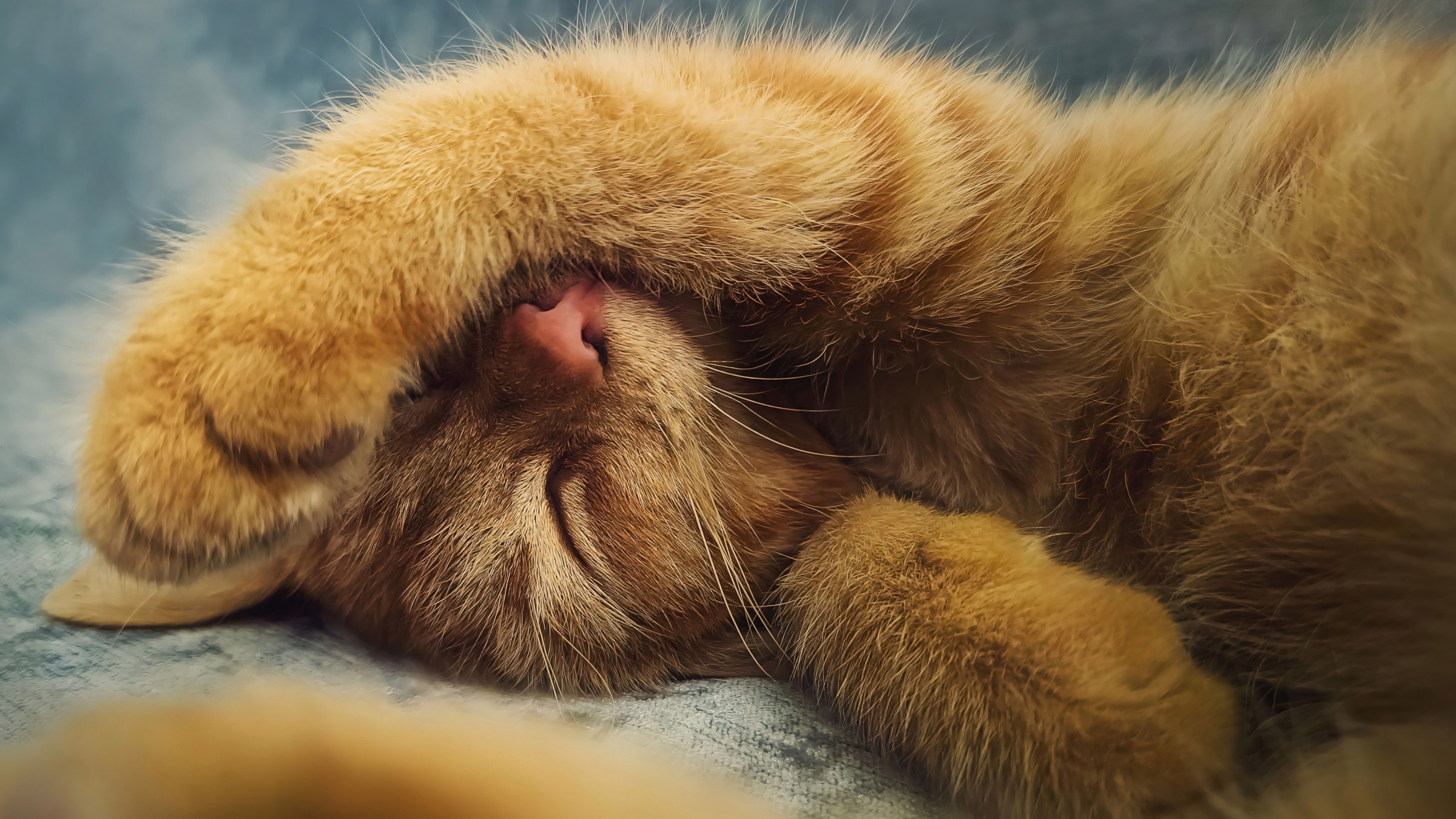 529+ Hình Nền Máy Tính 4K Cute Hài Hước 😂 (Vui Nhộn, Ngộ Nghĩnh, Đơn Giản) Cho Desktop