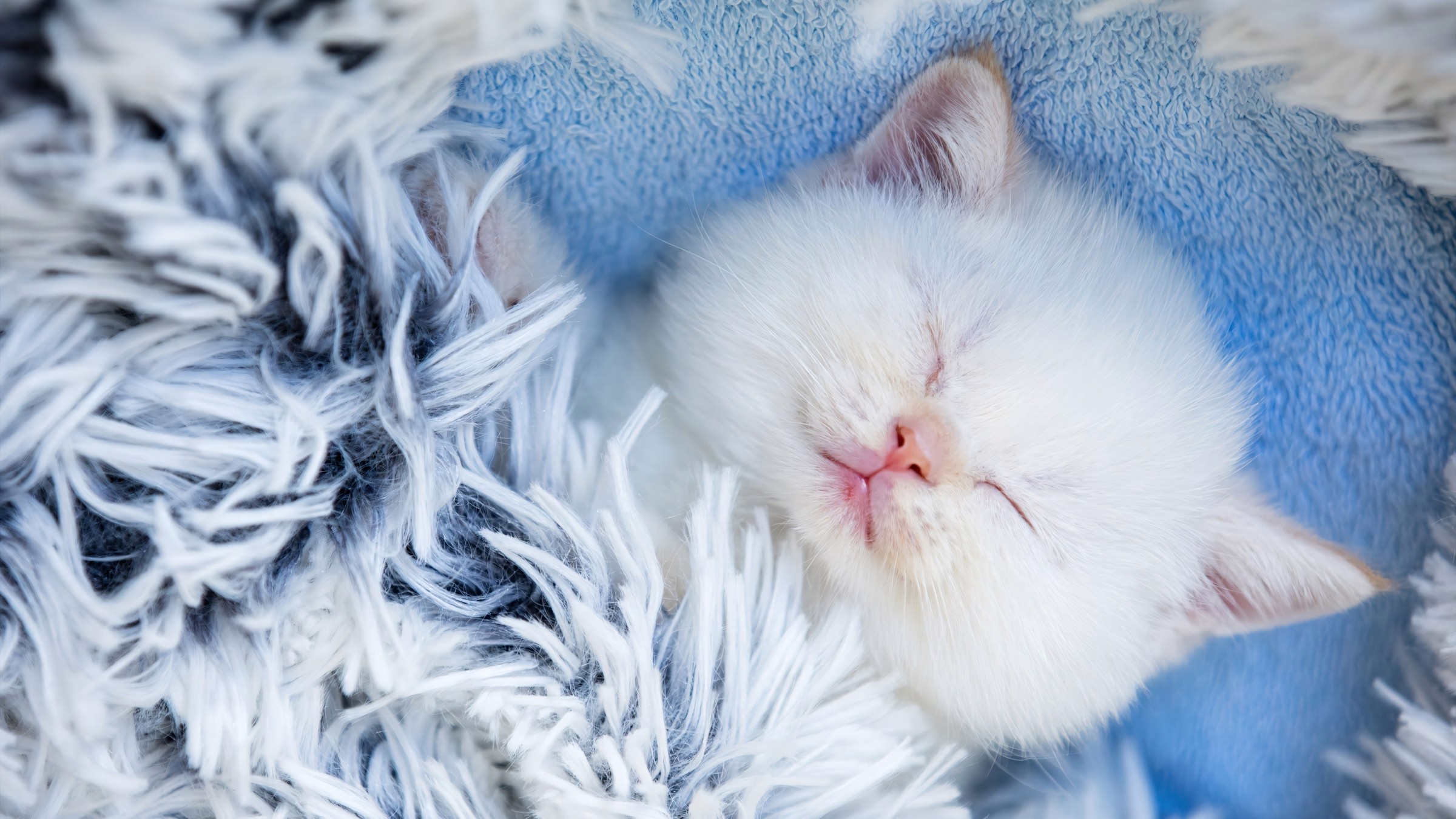 529+ Hình Nền Máy Tính 4K Cute Hài Hước 😂 (Vui Nhộn, Ngộ Nghĩnh, Đơn Giản) Cho Desktop