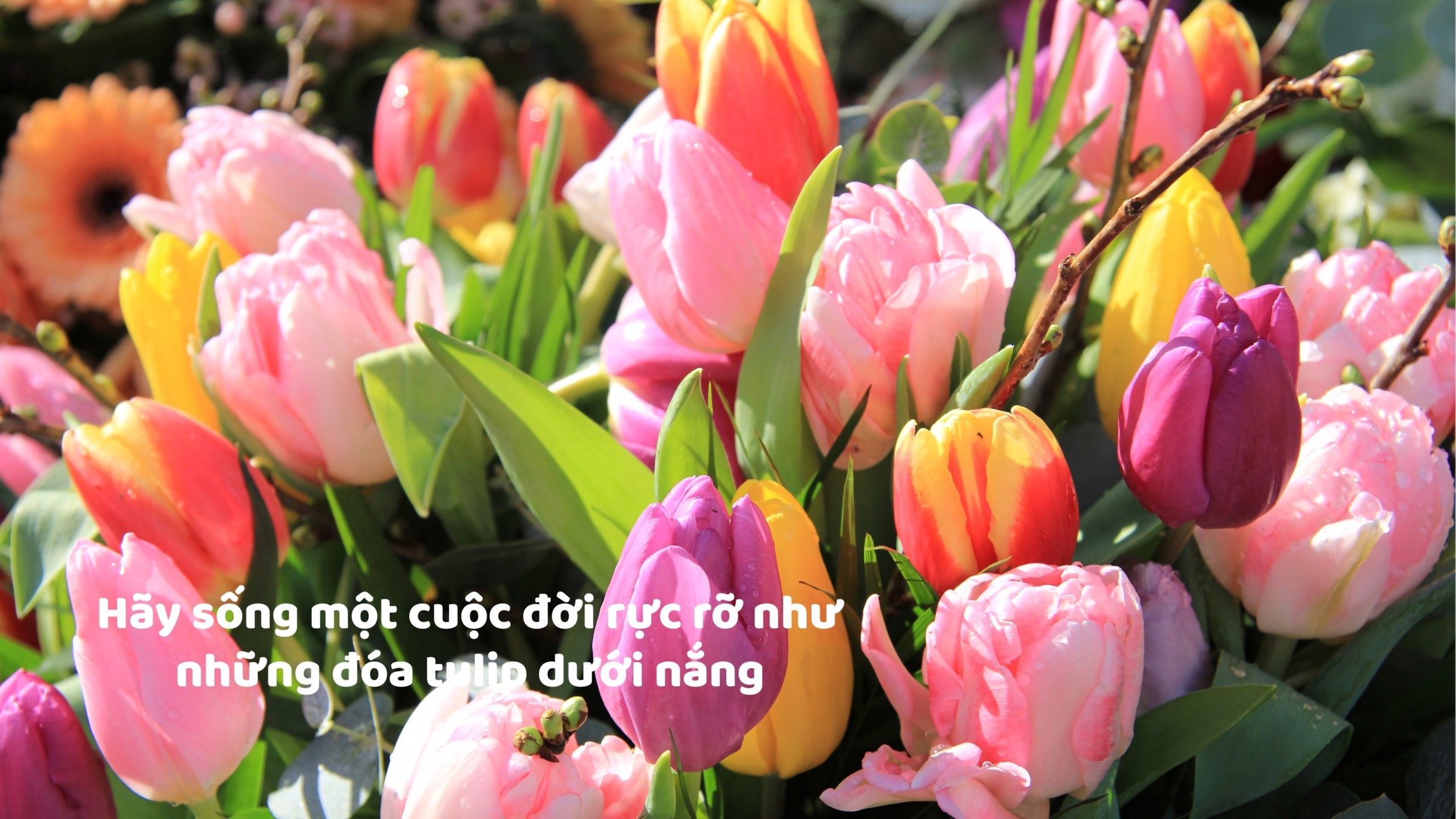 1.083+ Hình Nền Máy Tính Hoa Có Chữ 💐 (Động Lực, Cỏ Mùa Xuân, Tối Giản) Cho MacOS