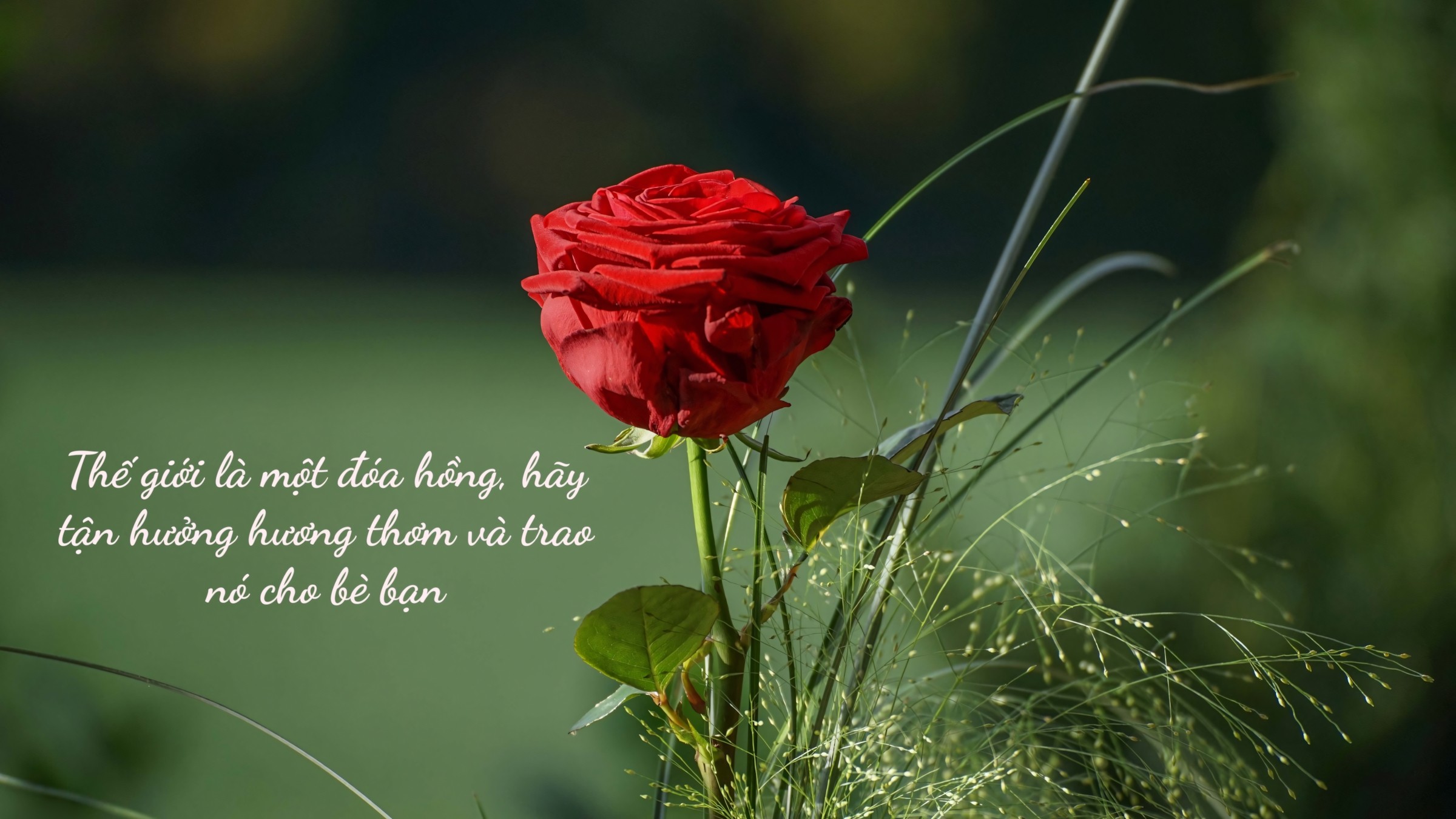 1.083+ Hình Nền Máy Tính Hoa Có Chữ 💐 (Động Lực, Cỏ Mùa Xuân, Tối Giản) Cho MacOS