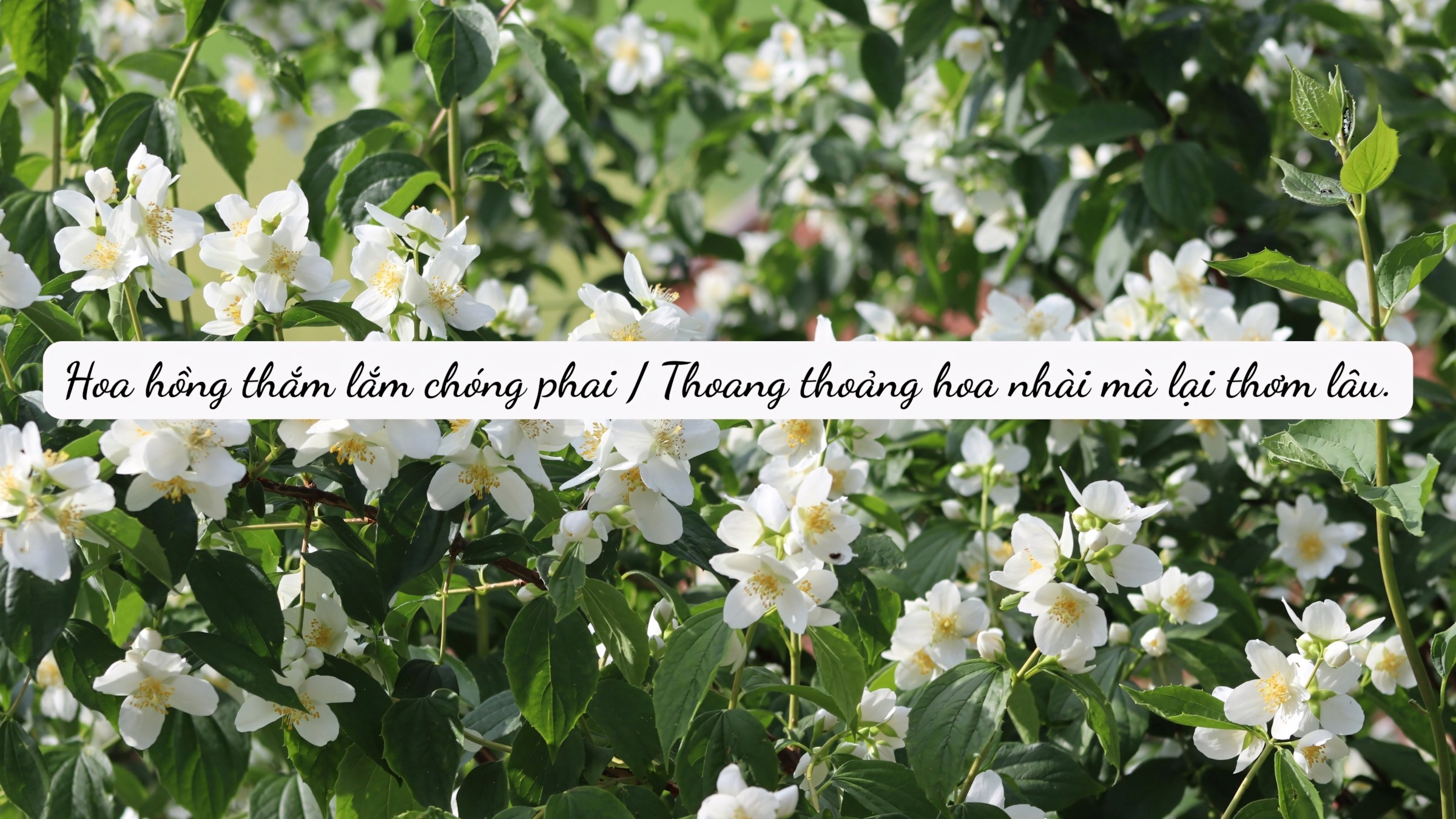 1.083+ Hình Nền Máy Tính Hoa Có Chữ 💐 (Động Lực, Cỏ Mùa Xuân, Tối Giản) Cho MacOS 77 1.083+ Hình Nền Máy Tính Hoa Có Chữ 💐 (Động Lực, Cỏ Mùa Xuân, Tối Giản) Cho MacOS