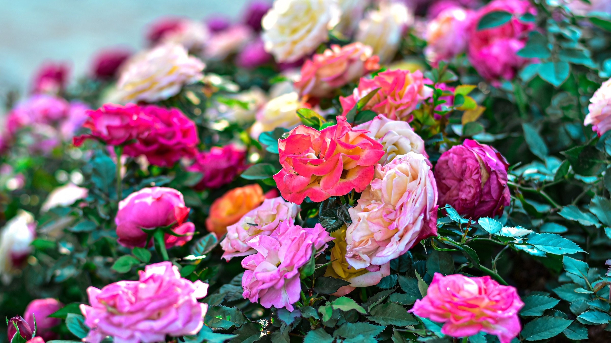 1.083+ Hình Nền Máy Tính Hoa Có Chữ 💐 (Động Lực, Cỏ Mùa Xuân, Tối Giản) Cho MacOS