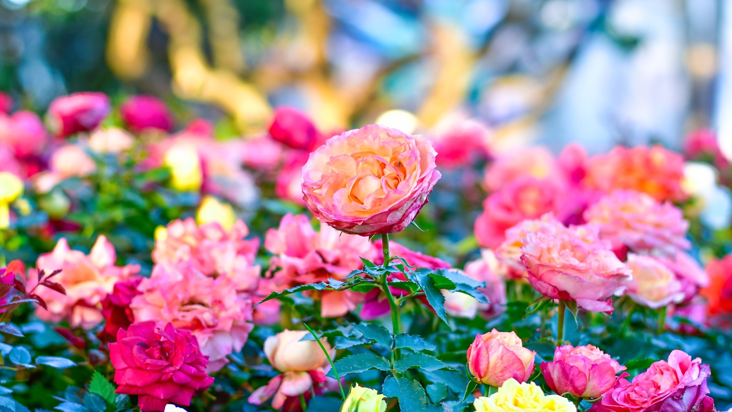 1.083+ Hình Nền Máy Tính Hoa Có Chữ 💐 (Động Lực, Cỏ Mùa Xuân, Tối Giản) Cho MacOS