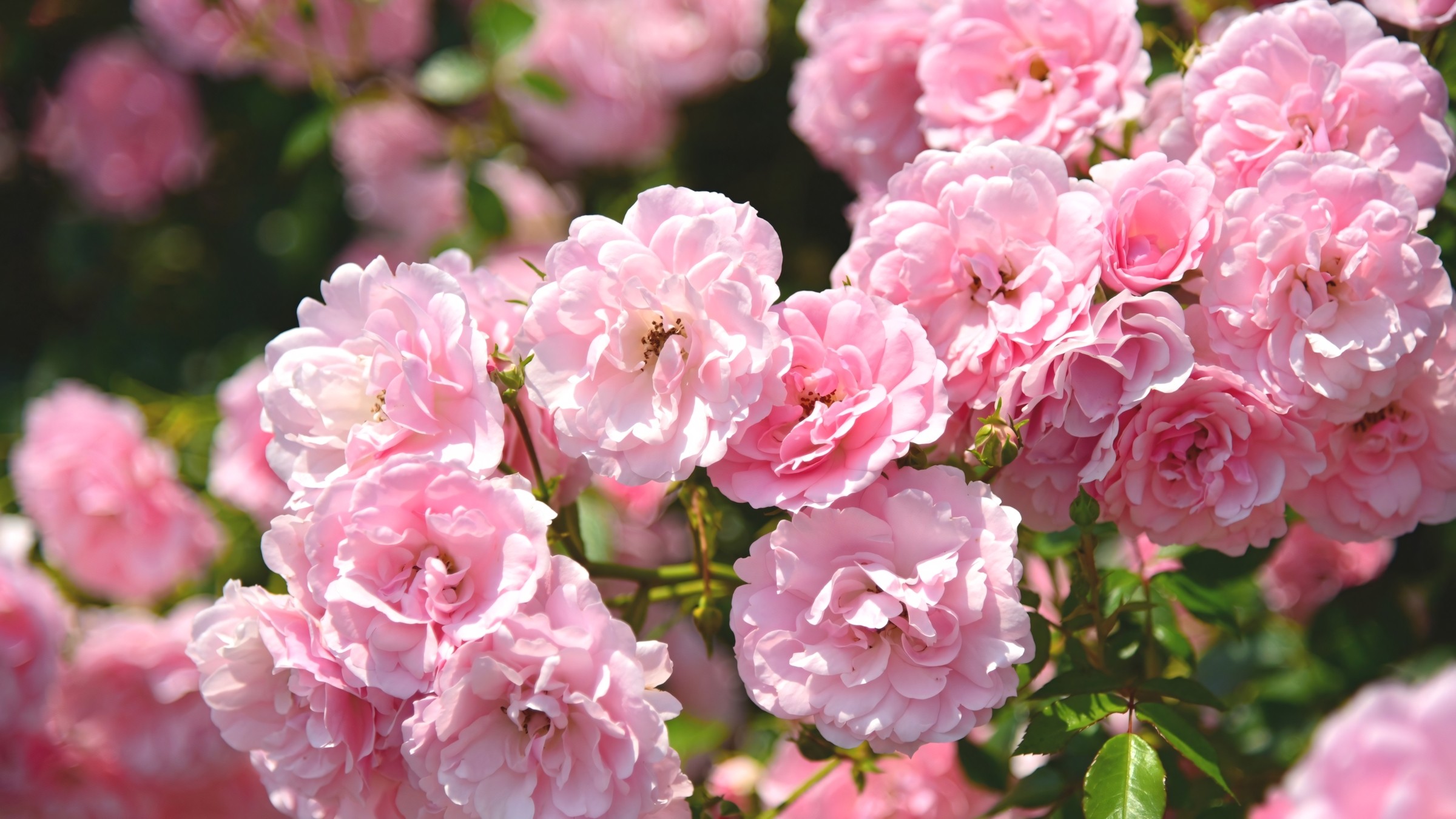 1.083+ Hình Nền Máy Tính Hoa Có Chữ 💐 (Động Lực, Cỏ Mùa Xuân, Tối Giản) Cho MacOS