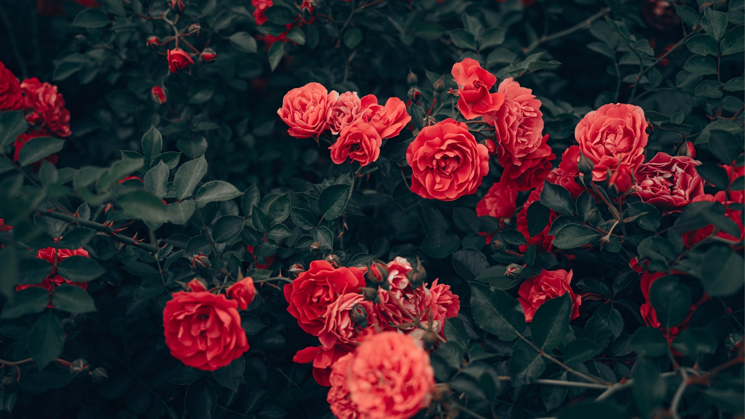 1.083+ Hình Nền Máy Tính Hoa Có Chữ 💐 (Động Lực, Cỏ Mùa Xuân, Tối Giản) Cho MacOS