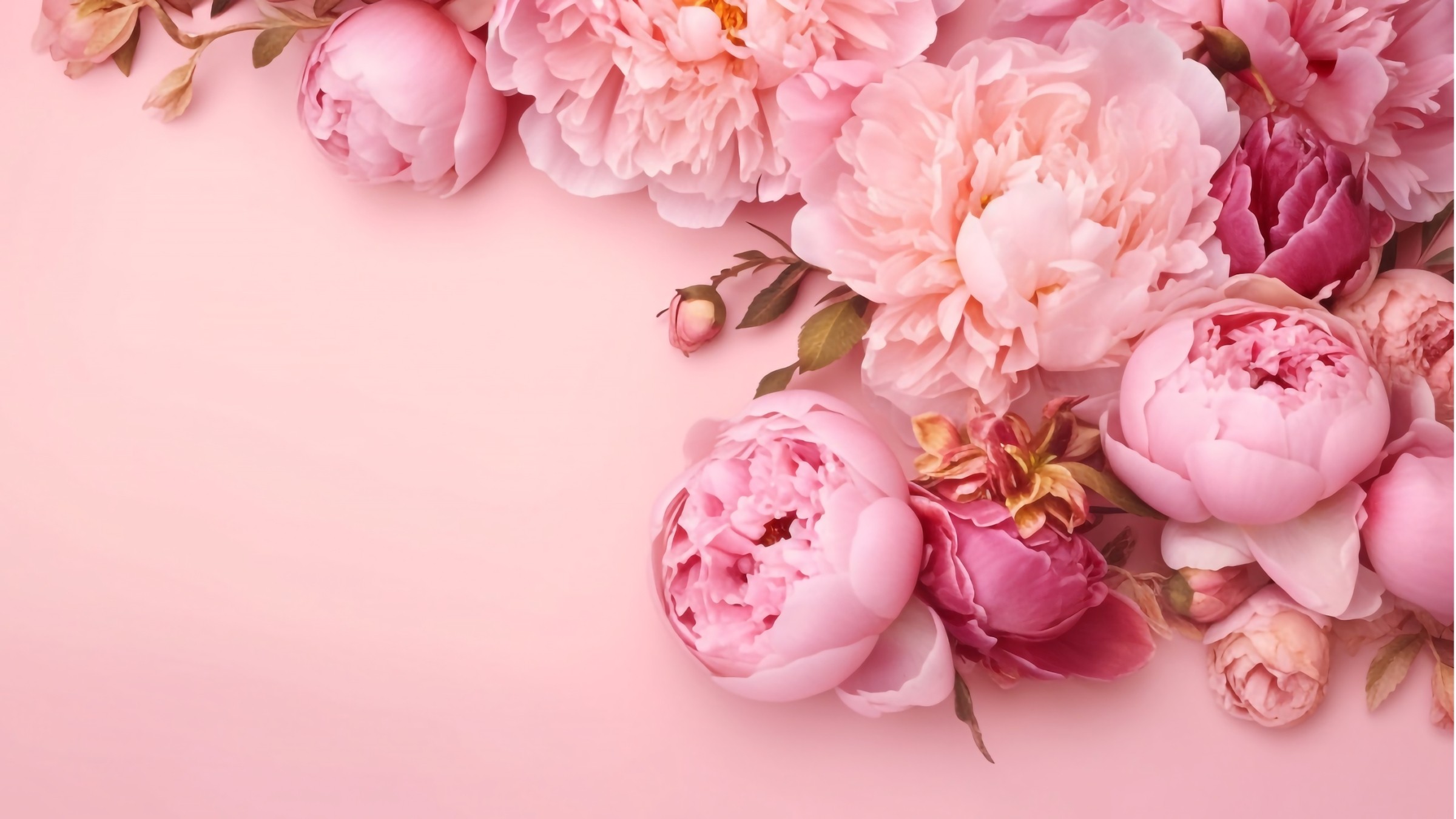 1.083+ Hình Nền Máy Tính Hoa Có Chữ 💐 (Động Lực, Cỏ Mùa Xuân, Tối Giản) Cho MacOS
