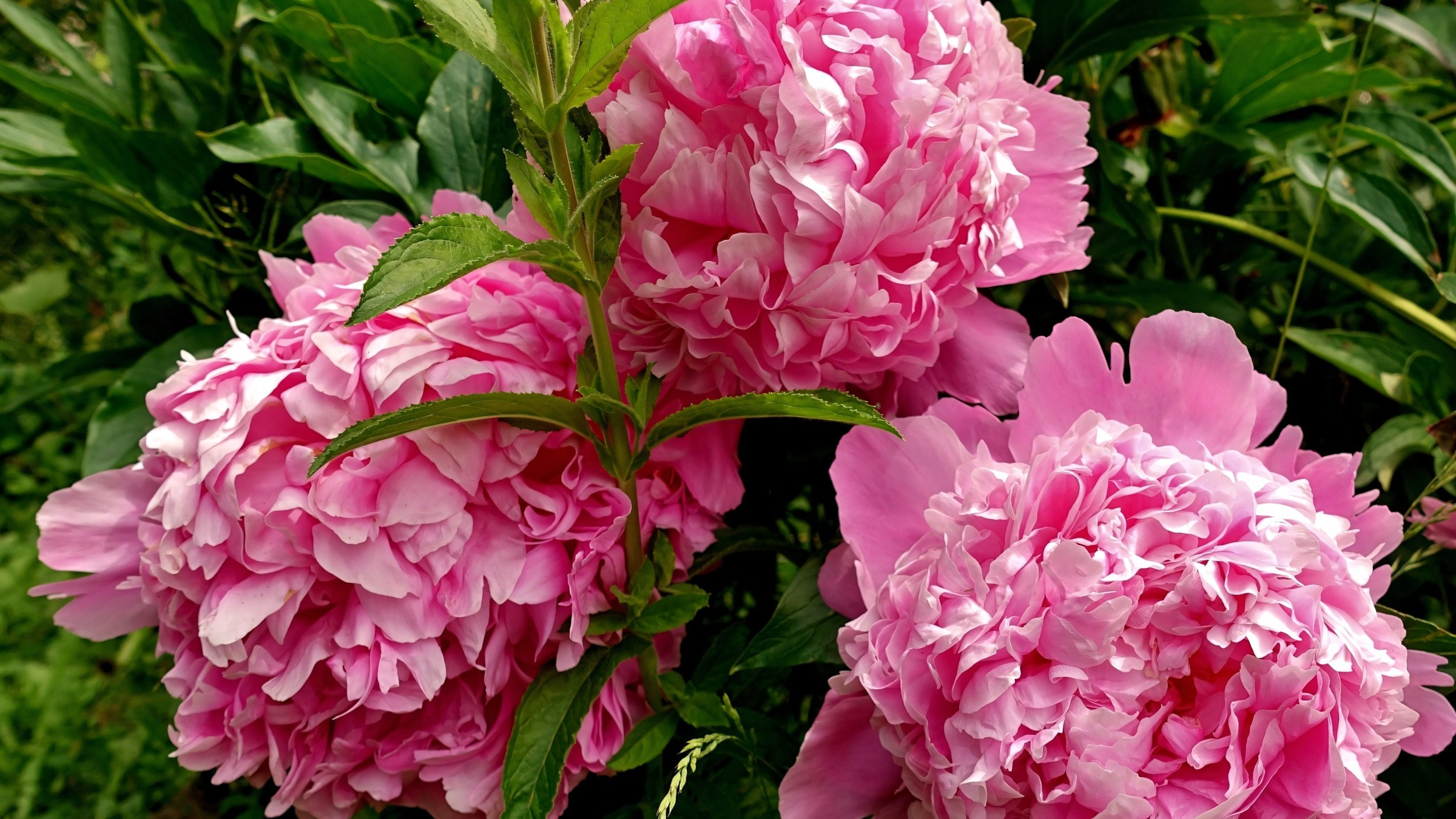 1.083+ Hình Nền Máy Tính Hoa Có Chữ 💐 (Động Lực, Cỏ Mùa Xuân, Tối Giản) Cho MacOS