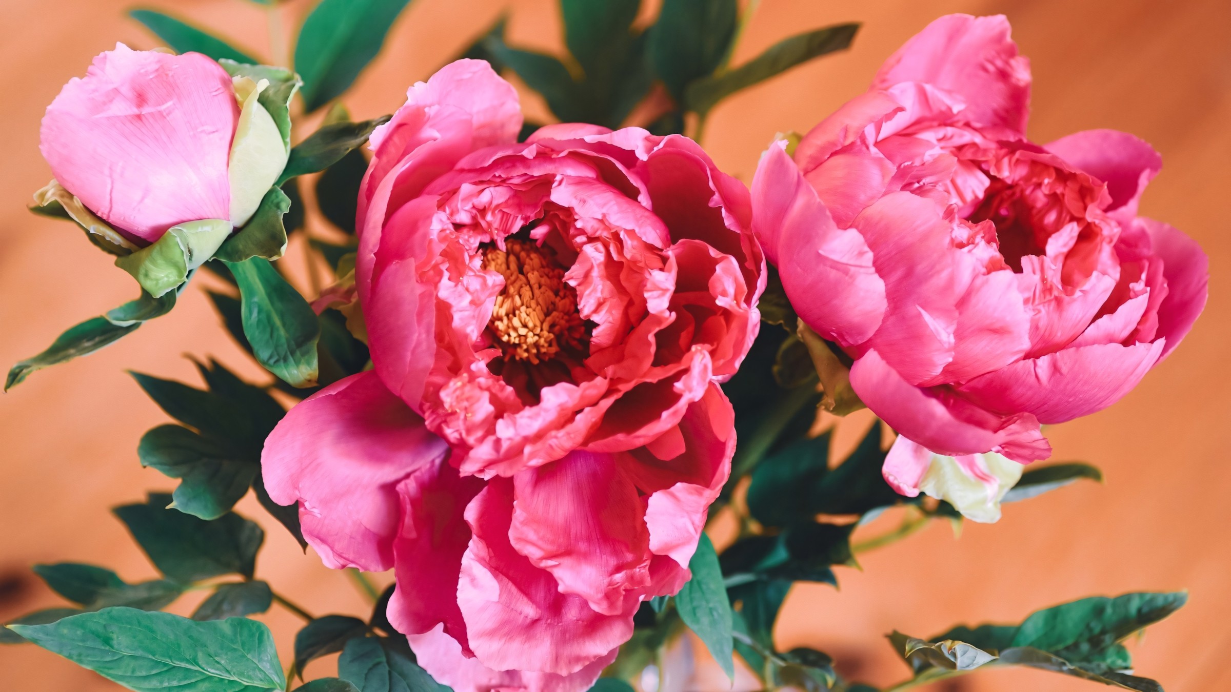 1.083+ Hình Nền Máy Tính Hoa Có Chữ 💐 (Động Lực, Cỏ Mùa Xuân, Tối Giản) Cho MacOS