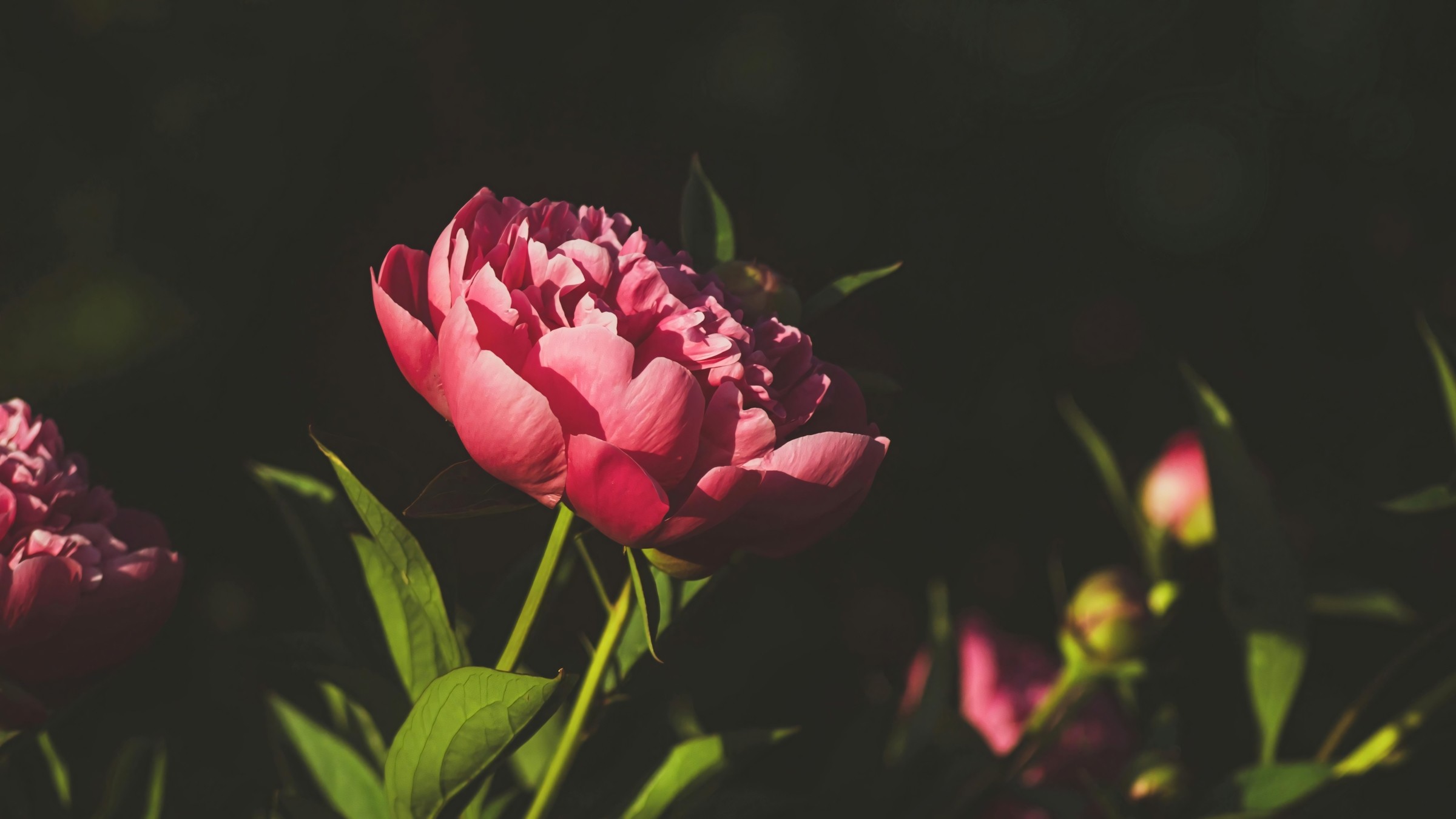 1.083+ Hình Nền Máy Tính Hoa Có Chữ 💐 (Động Lực, Cỏ Mùa Xuân, Tối Giản) Cho MacOS