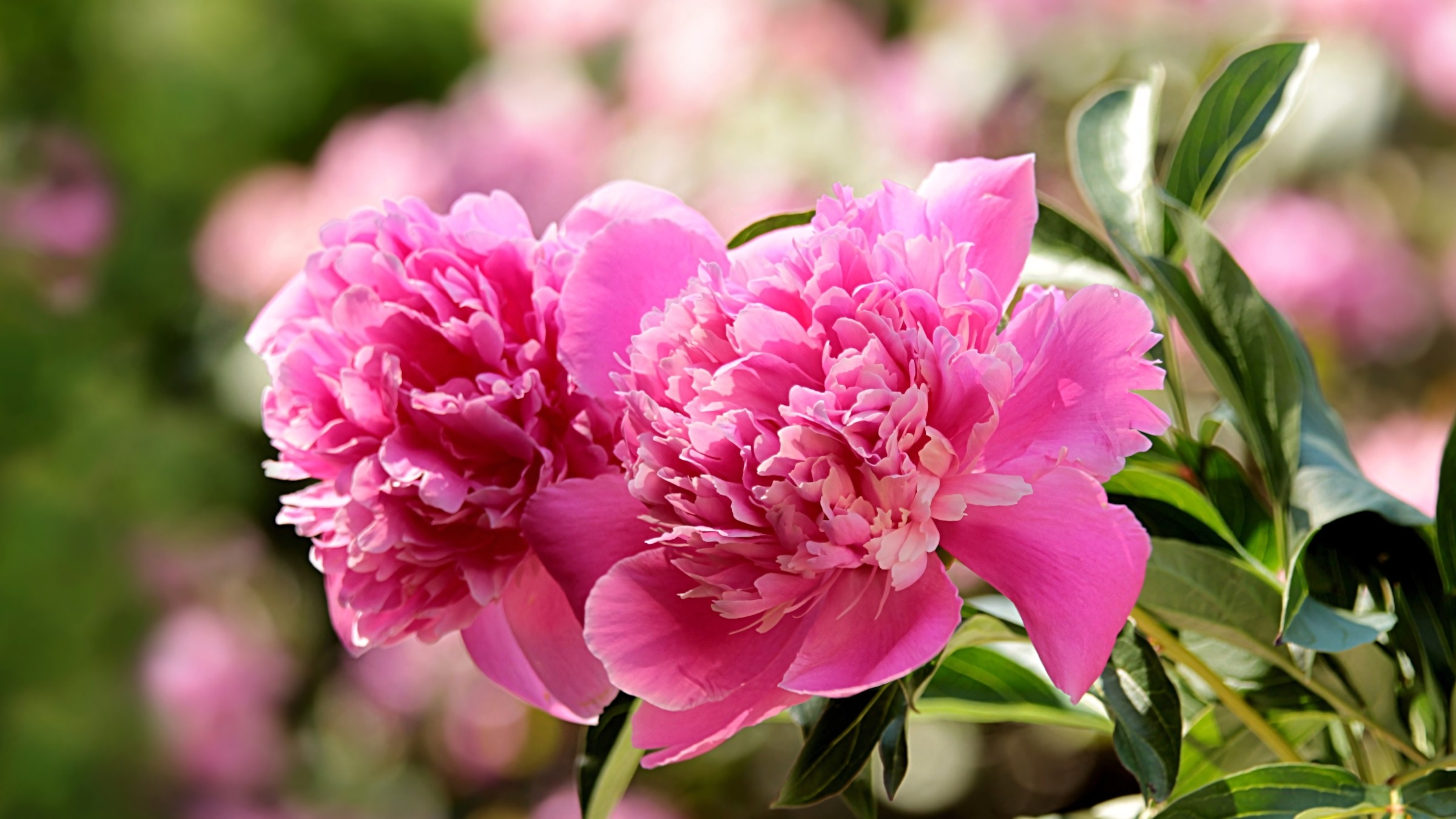 1.083+ Hình Nền Máy Tính Hoa Có Chữ 💐 (Động Lực, Cỏ Mùa Xuân, Tối Giản) Cho MacOS
