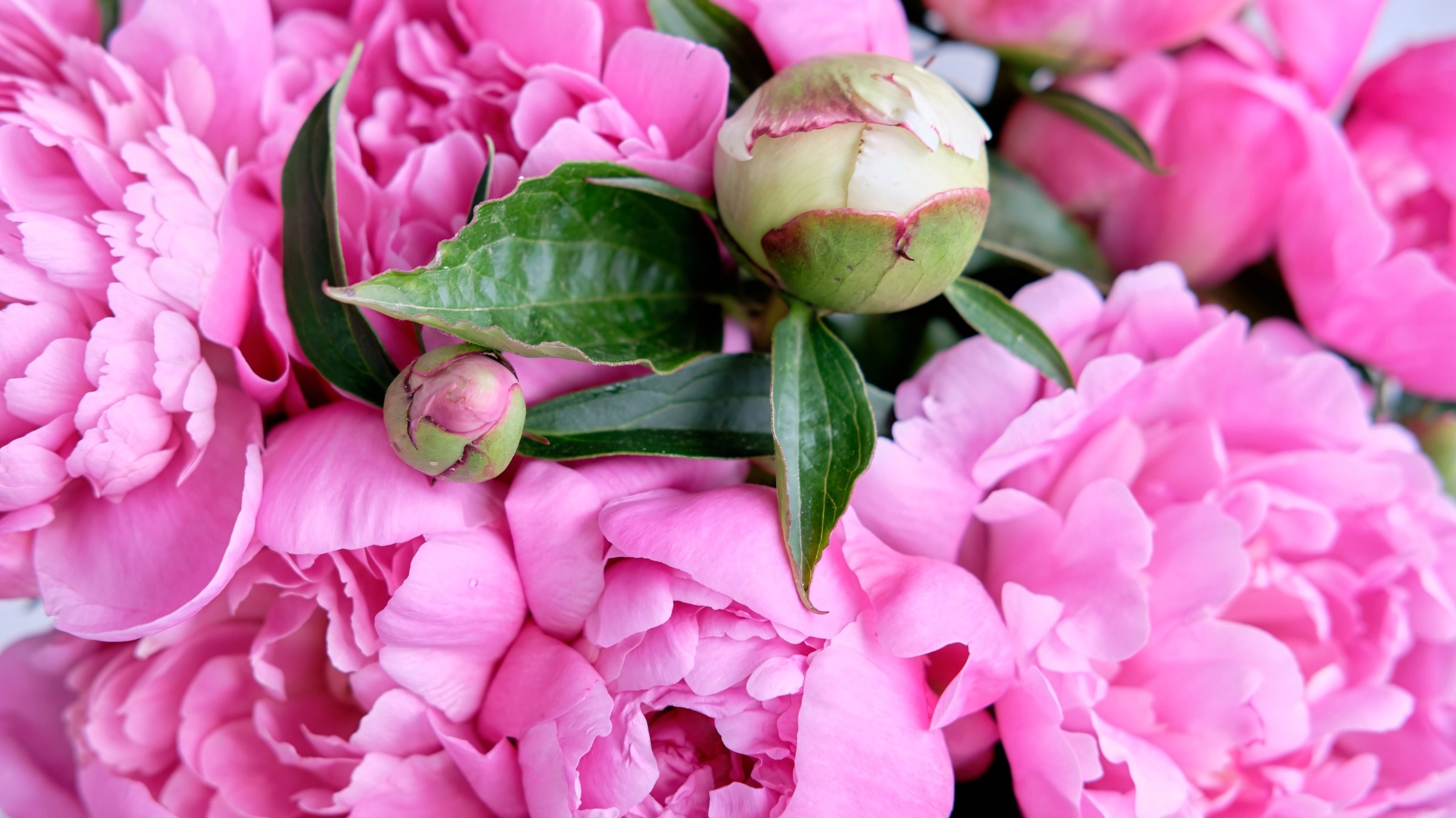 1.083+ Hình Nền Máy Tính Hoa Có Chữ 💐 (Động Lực, Cỏ Mùa Xuân, Tối Giản) Cho MacOS