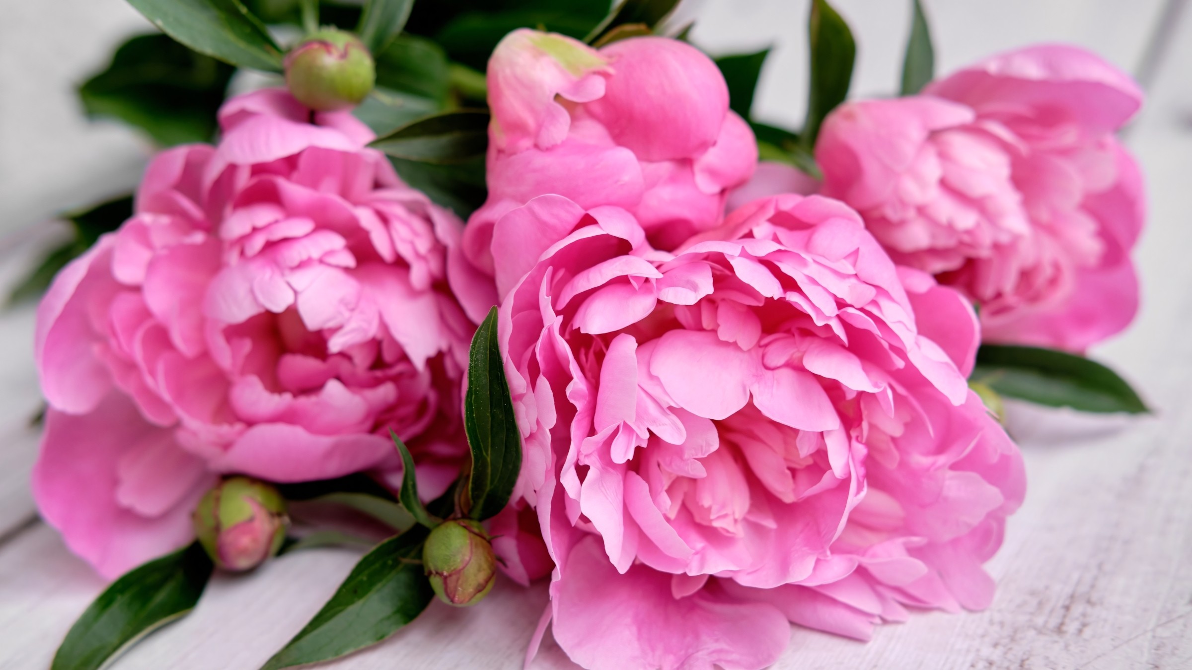 1.083+ Hình Nền Máy Tính Hoa Có Chữ 💐 (Động Lực, Cỏ Mùa Xuân, Tối Giản) Cho MacOS