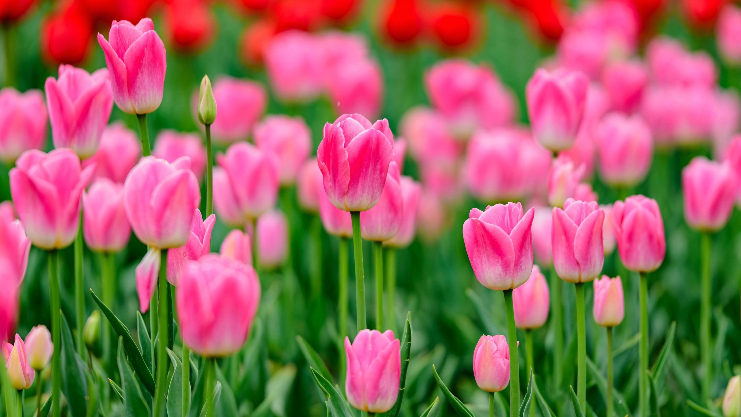 1.083+ Hình Nền Máy Tính Hoa Có Chữ 💐 (Động Lực, Cỏ Mùa Xuân, Tối Giản) Cho MacOS