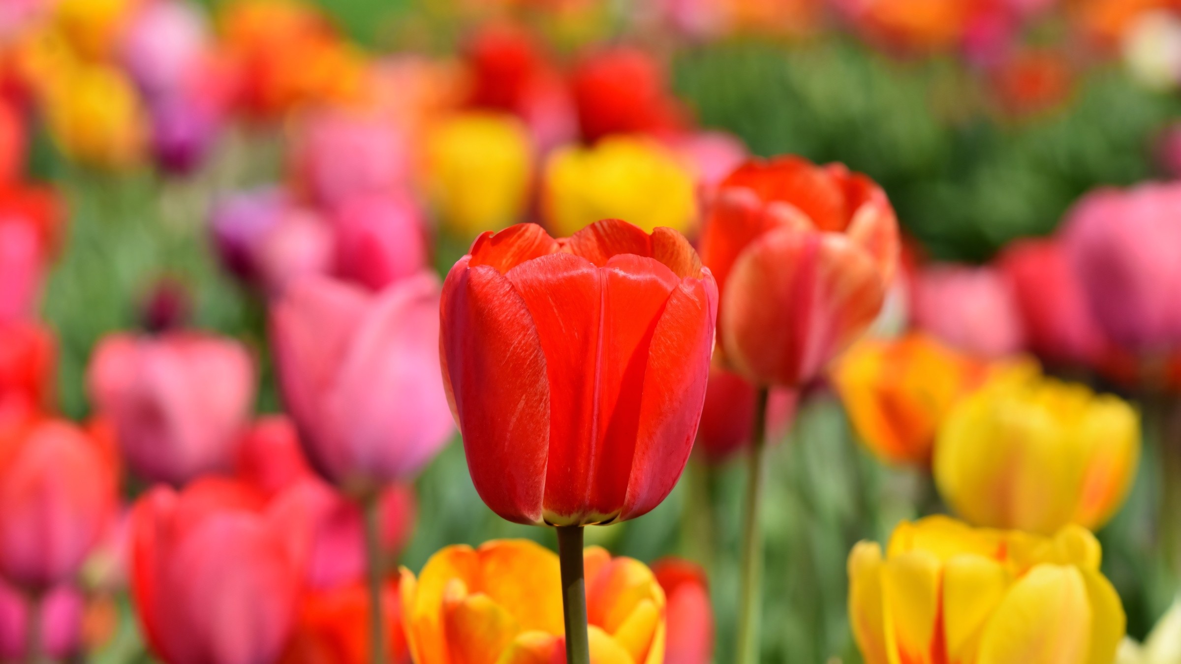 1.083+ Hình Nền Máy Tính Hoa Có Chữ 💐 (Động Lực, Cỏ Mùa Xuân, Tối Giản) Cho MacOS