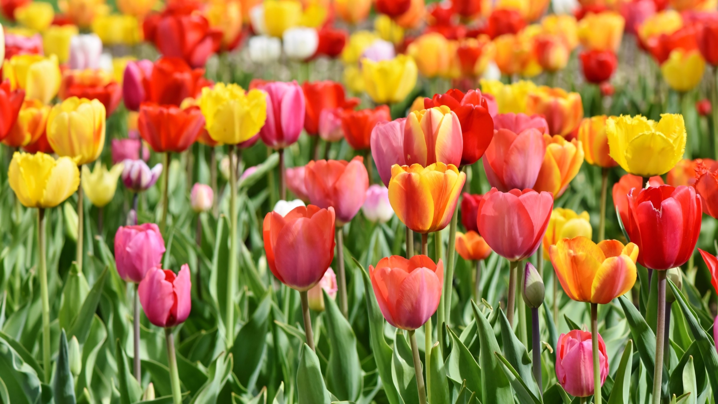 1.083+ Hình Nền Máy Tính Hoa Có Chữ 💐 (Động Lực, Cỏ Mùa Xuân, Tối Giản) Cho MacOS