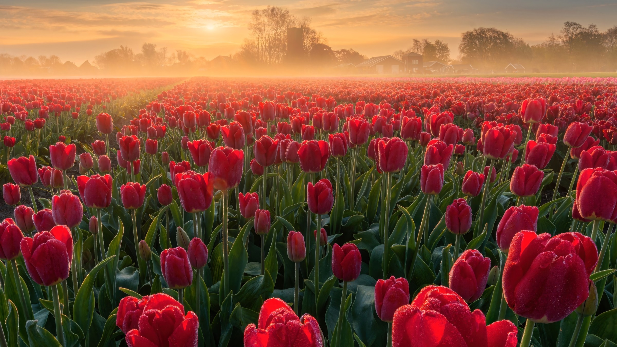 1.083+ Hình Nền Máy Tính Hoa Có Chữ 💐 (Động Lực, Cỏ Mùa Xuân, Tối Giản) Cho MacOS