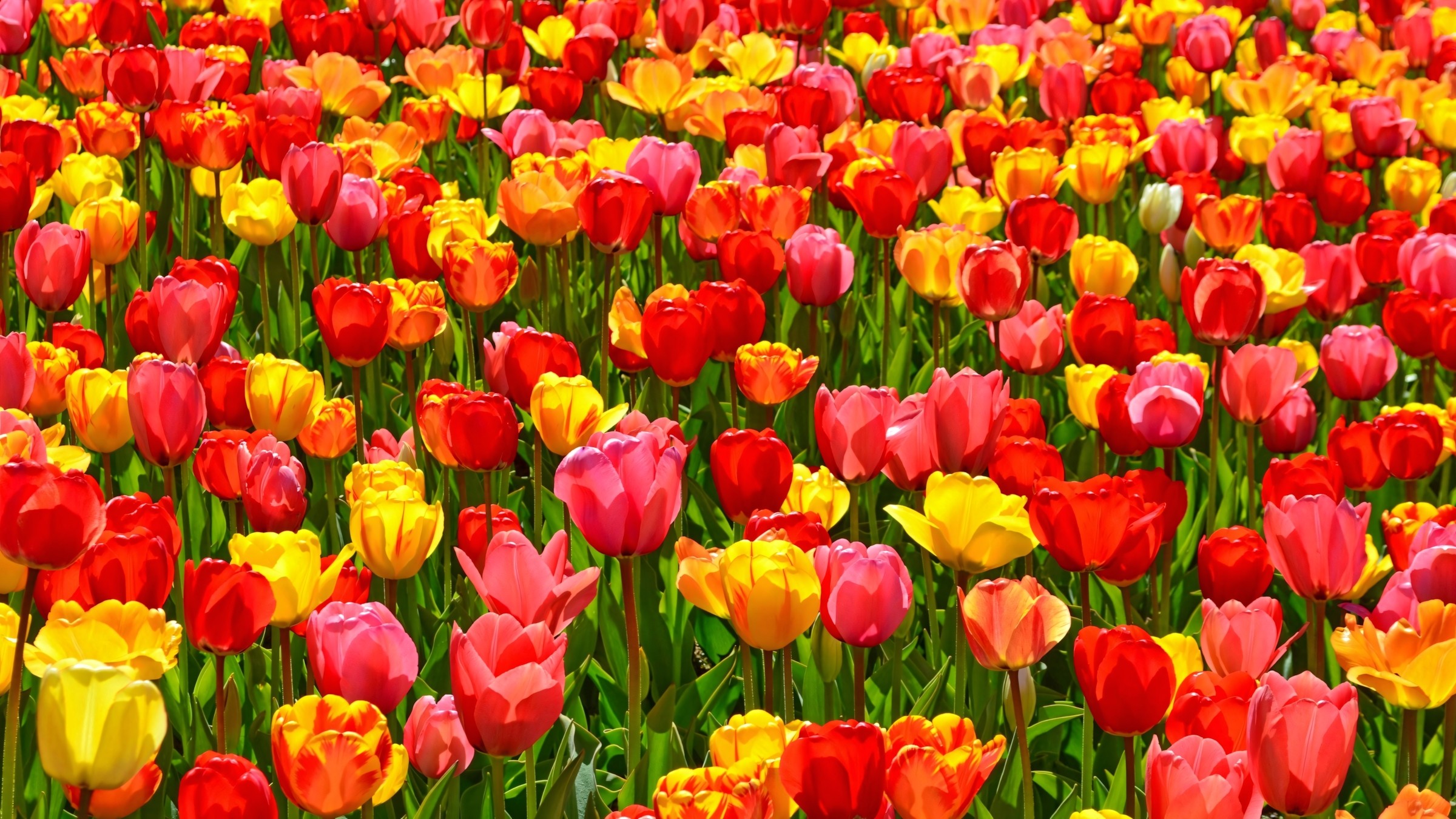 1.083+ Hình Nền Máy Tính Hoa Có Chữ 💐 (Động Lực, Cỏ Mùa Xuân, Tối Giản) Cho MacOS