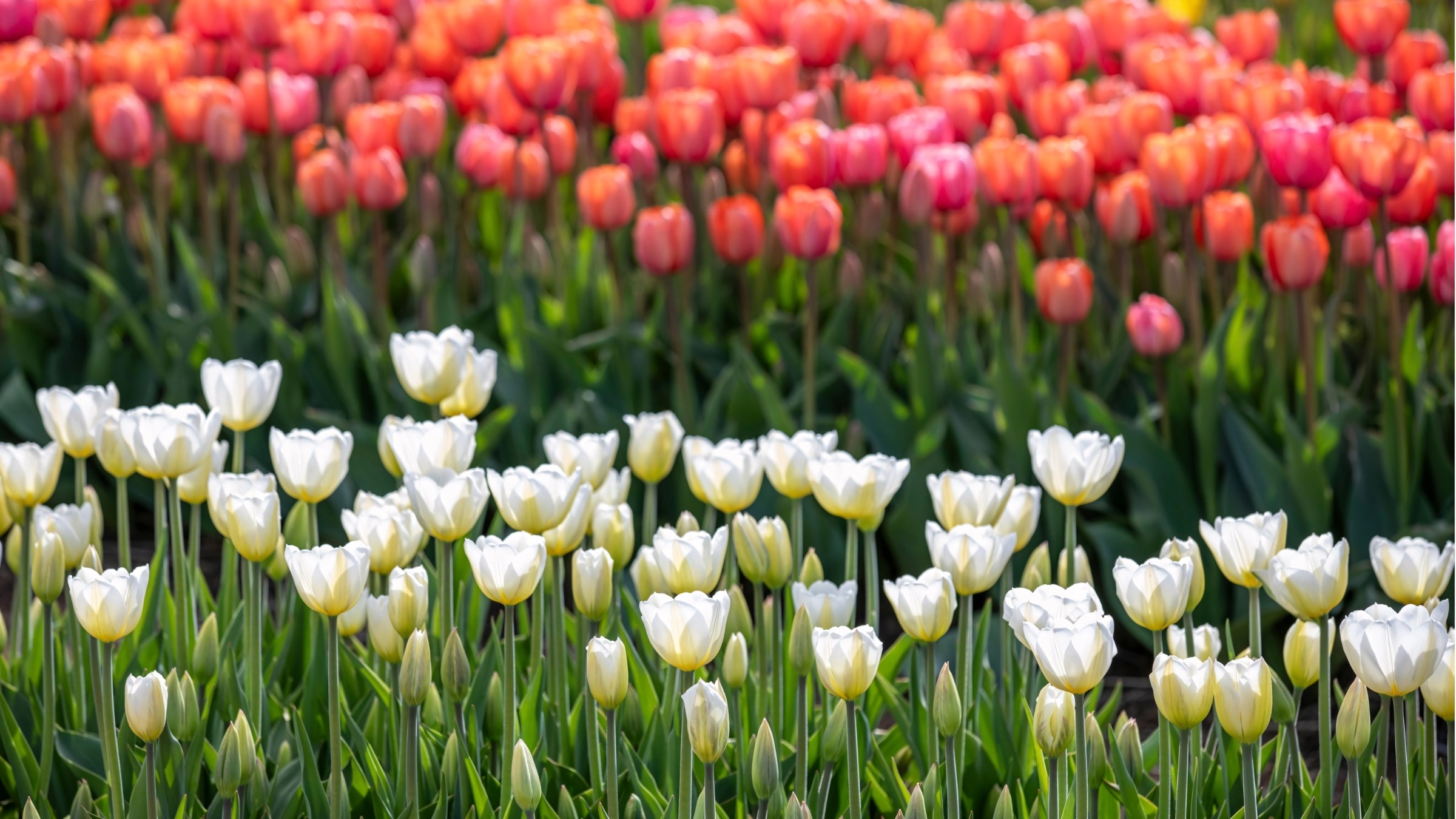 1.083+ Hình Nền Máy Tính Hoa Có Chữ 💐 (Động Lực, Cỏ Mùa Xuân, Tối Giản) Cho MacOS