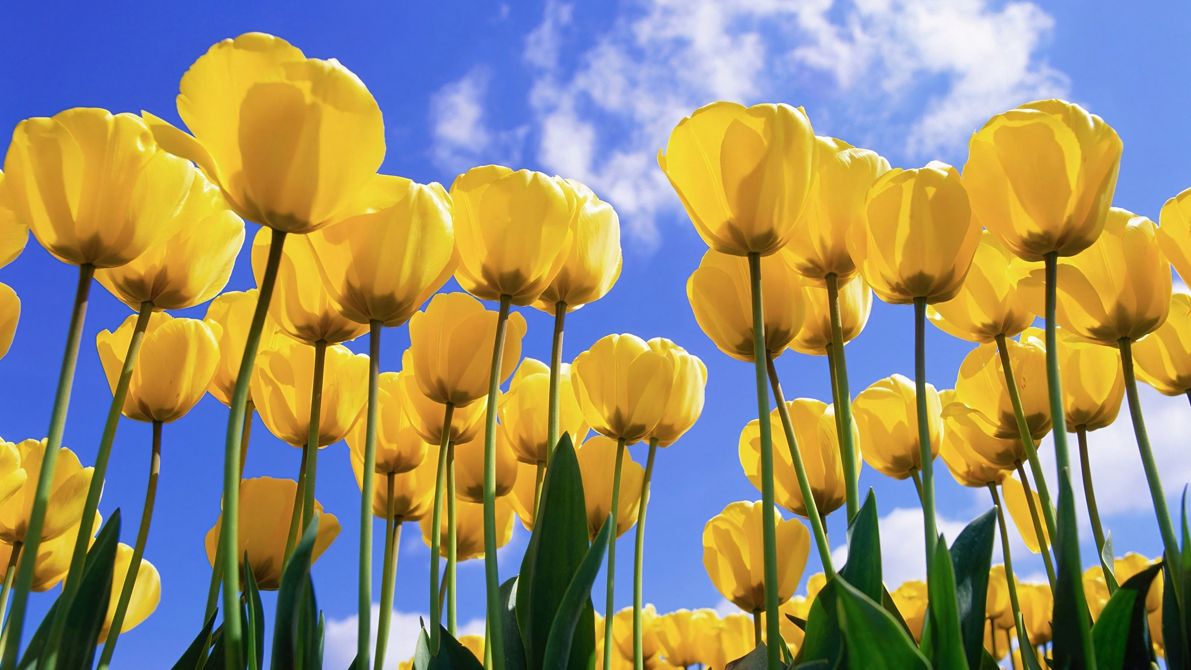 1.083+ Hình Nền Máy Tính Hoa Có Chữ 💐 (Động Lực, Cỏ Mùa Xuân, Tối Giản) Cho MacOS