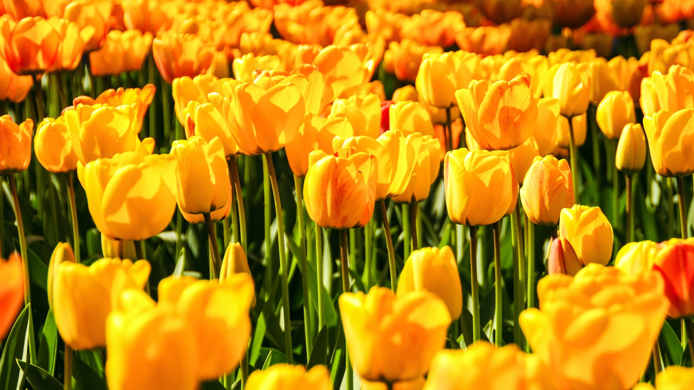 1.083+ Hình Nền Máy Tính Hoa Có Chữ 💐 (Động Lực, Cỏ Mùa Xuân, Tối Giản) Cho MacOS